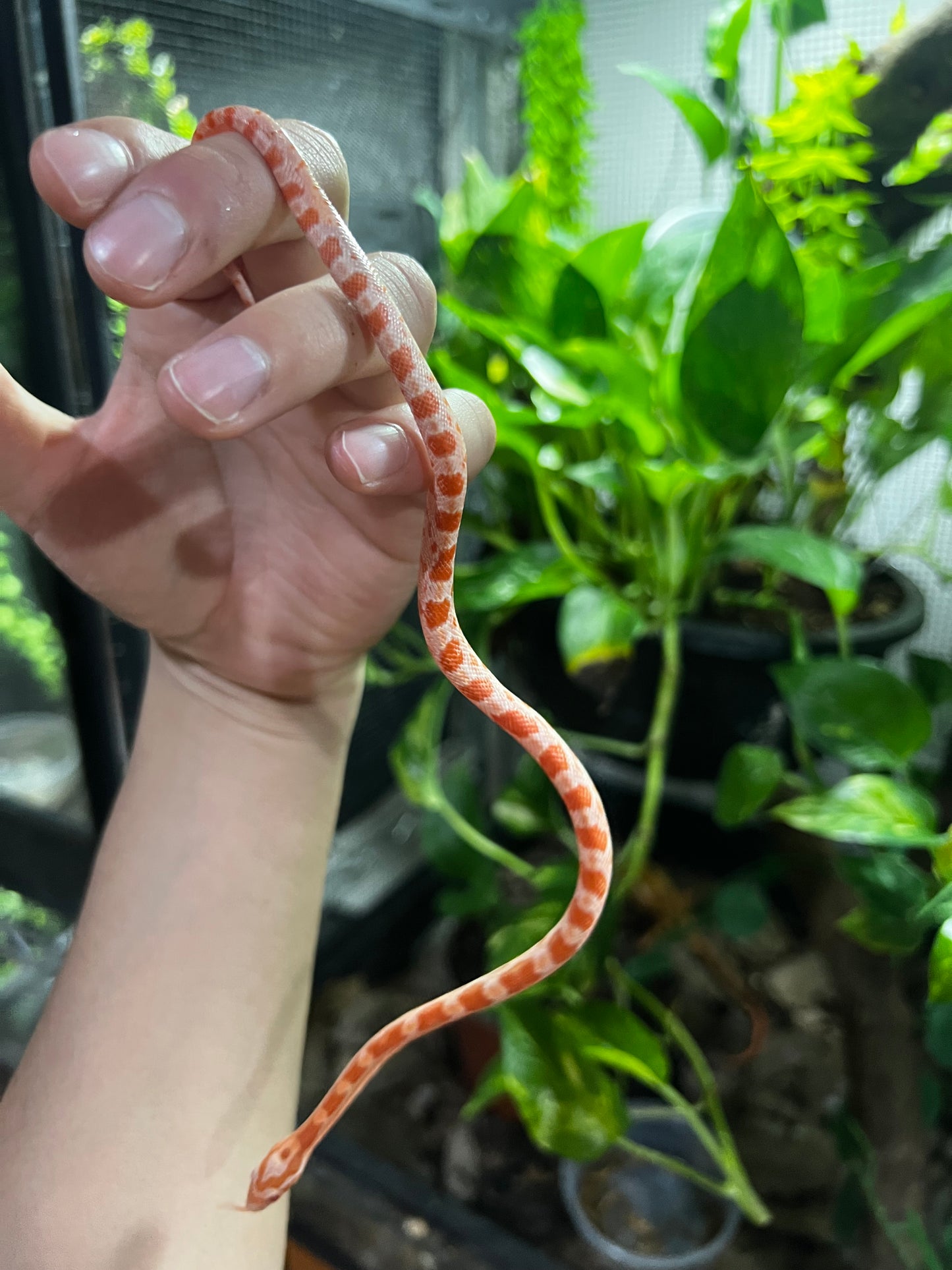 SERPIENTE MAICERA AMEL MACHO 31