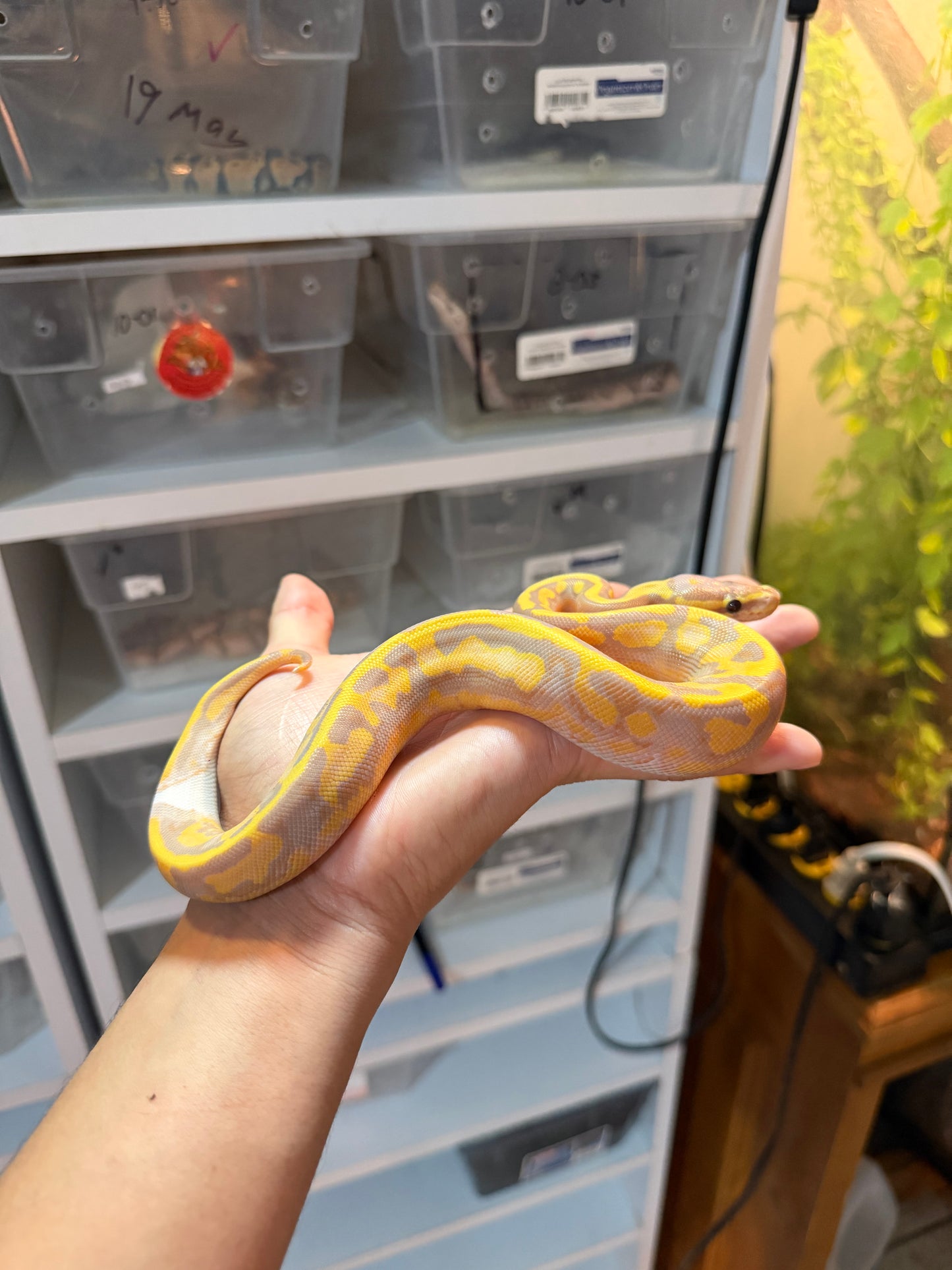PITÓN BOLA BANANA PIED MACHO 20-03