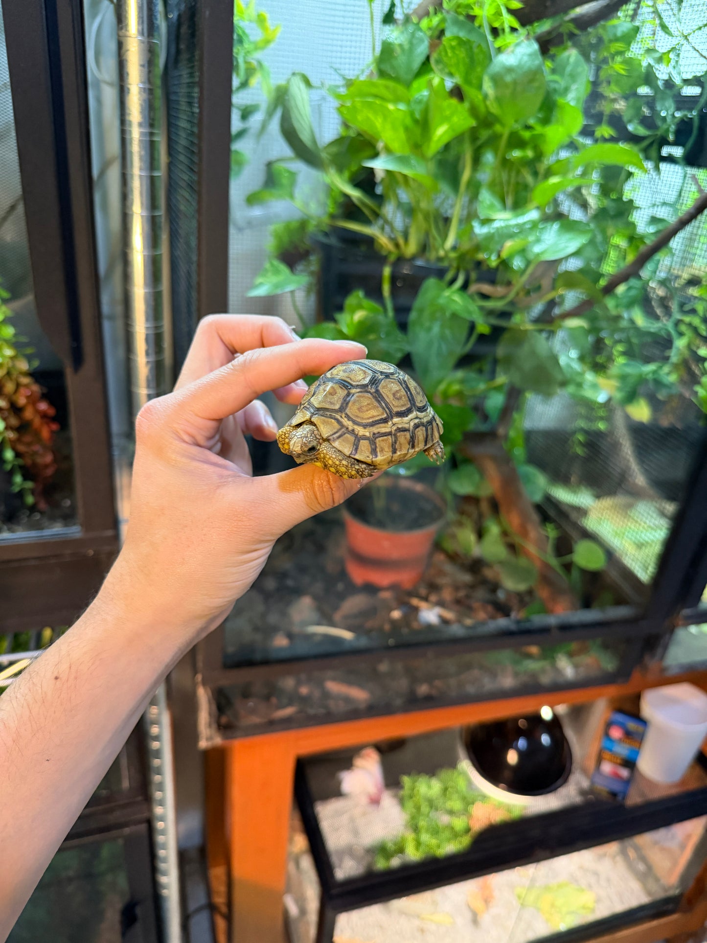 TORTUGA LEOPARDO 3 (Stigmochelys pardalis) CITES2025