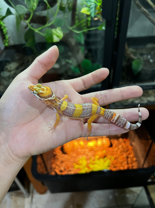 TANGERINE TREMPER 1