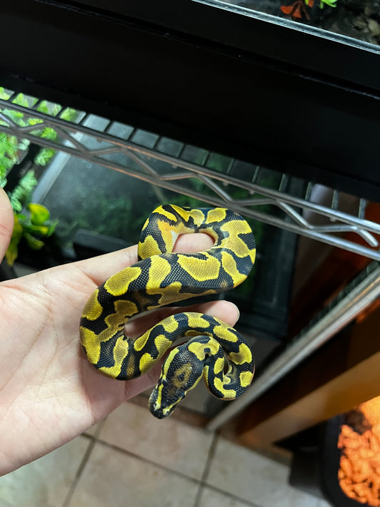 ORANGE DREAM YELLOW BELLY MACHO 62