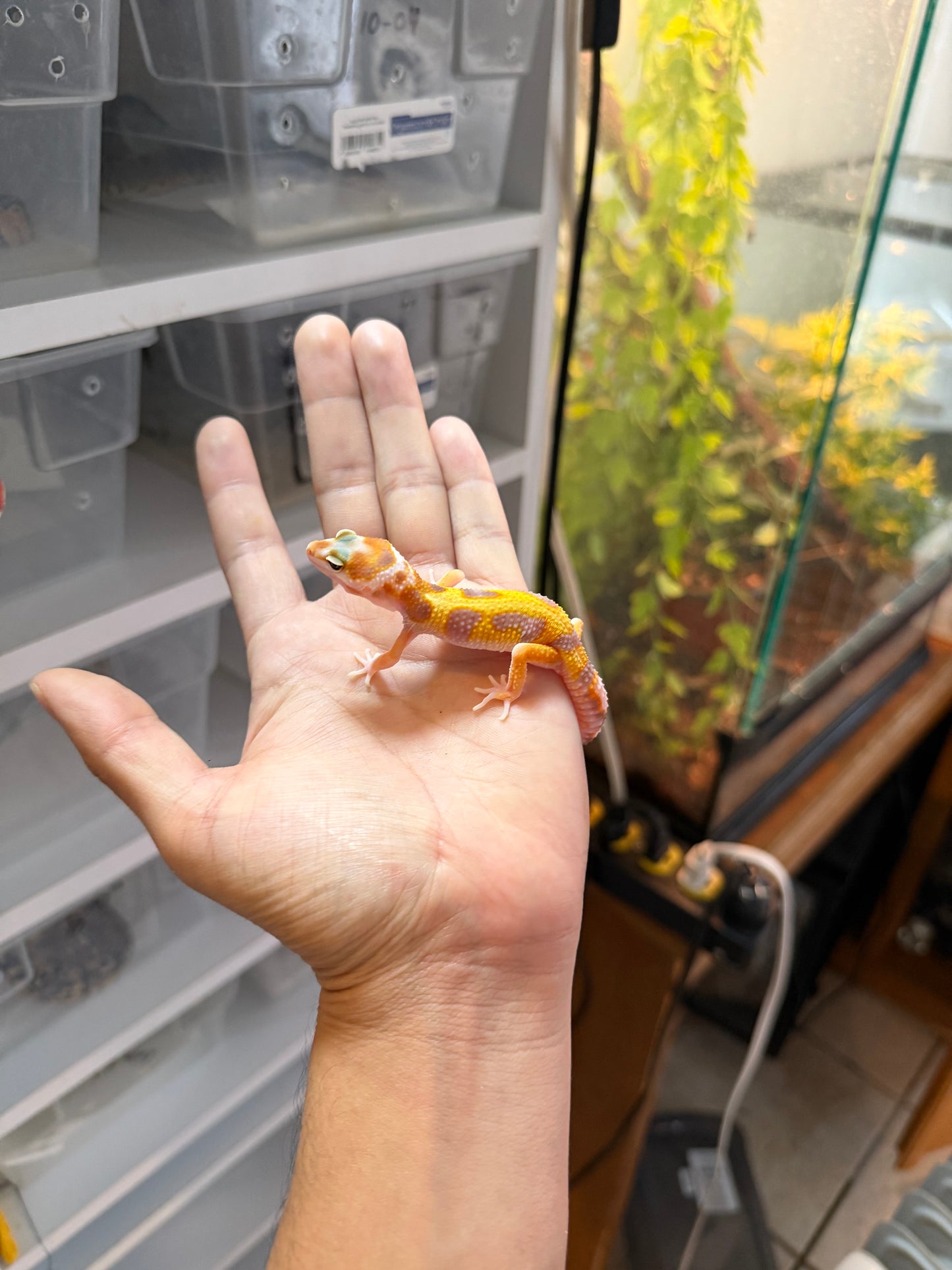 GECKO LEOPARDO BLOOD HET RAINWATER 1