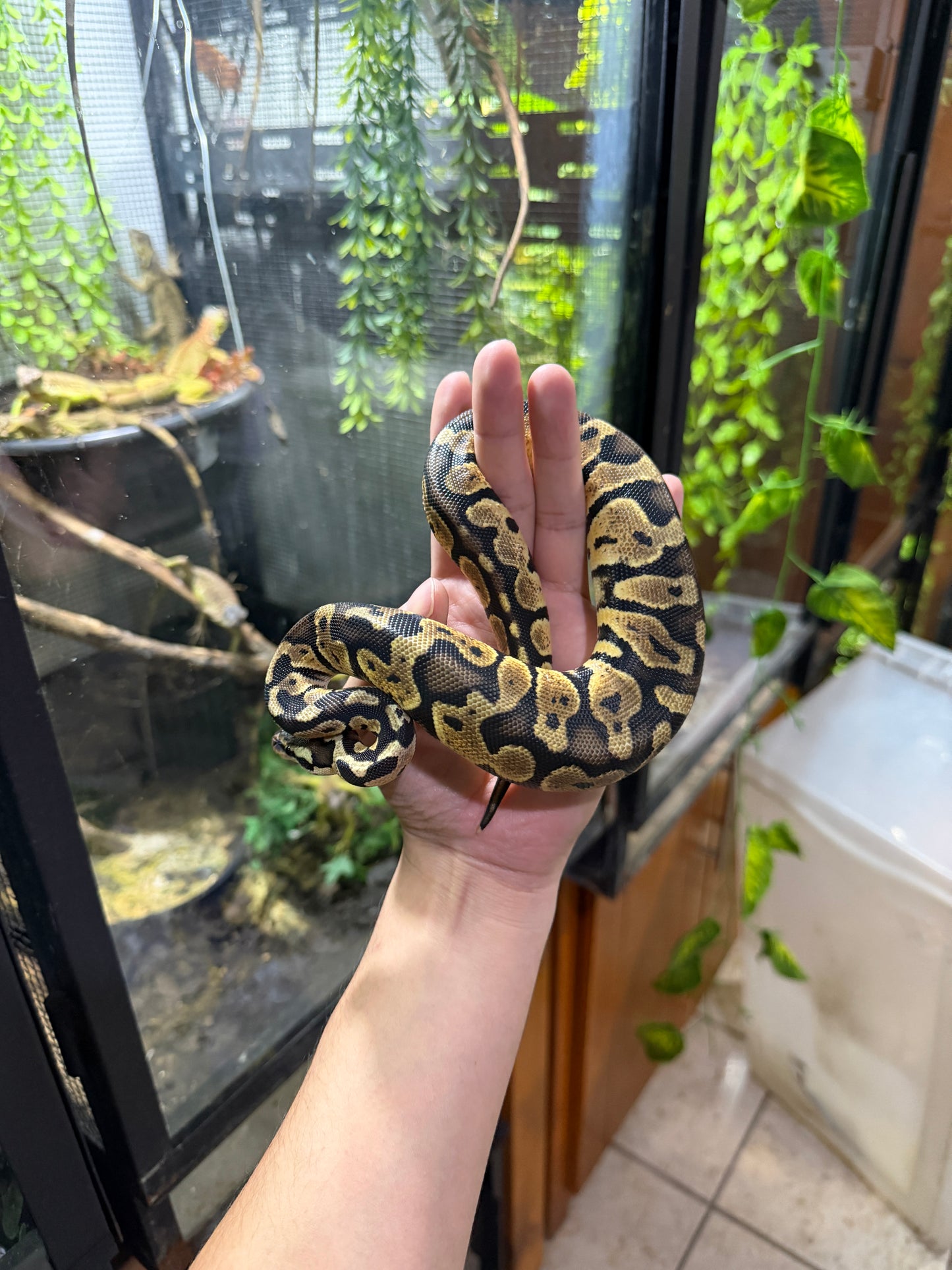 PITON BOLA PASTEL MACHO