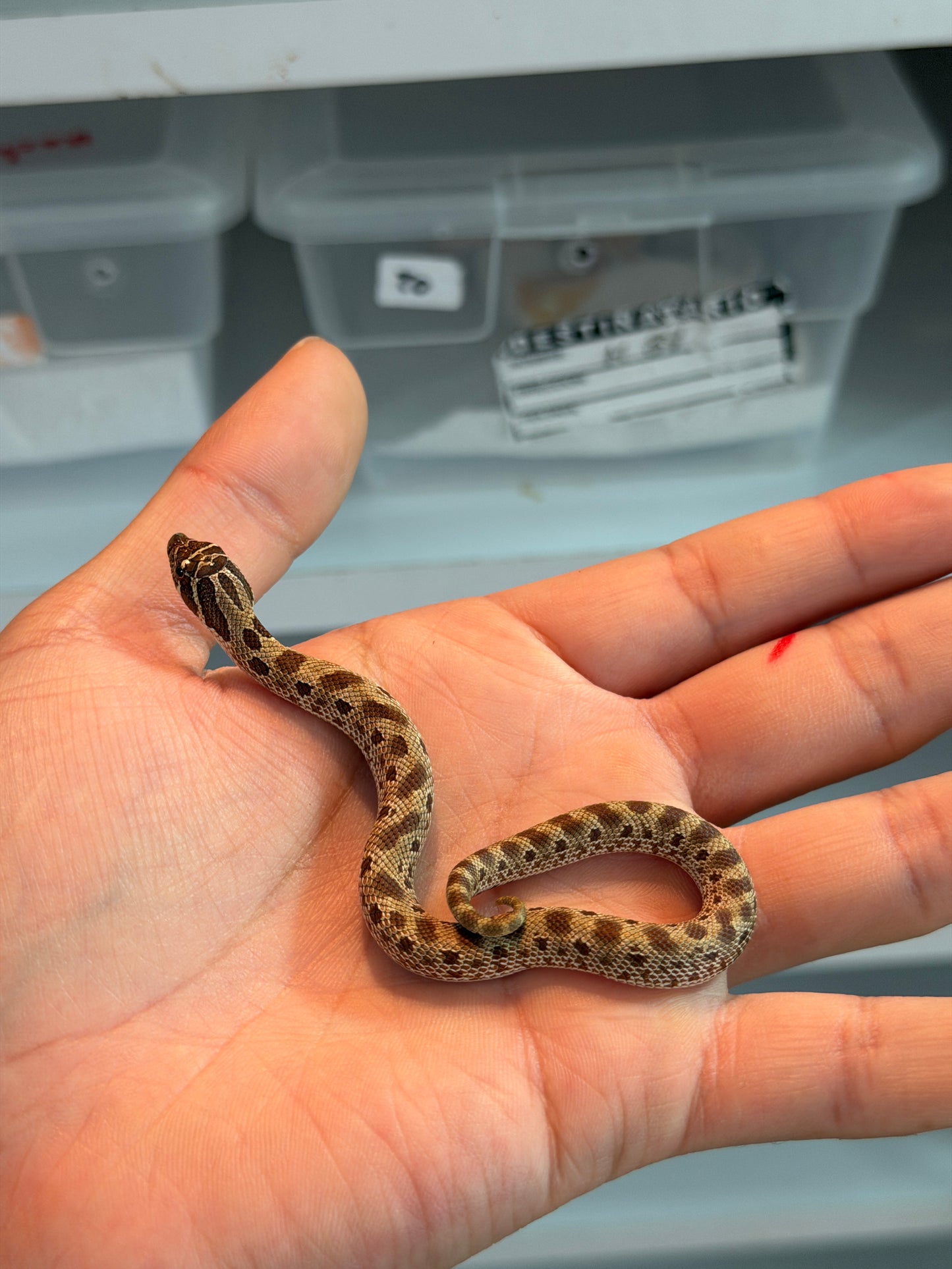 SERPIENTE NARIZ DE CERDO (HOGNOSE) CONDA HEMBRA 13