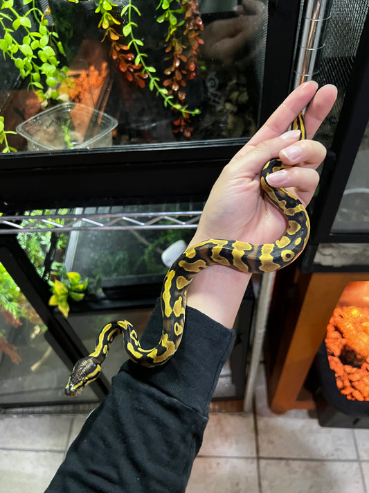 ORANGE DREAM YELLOW BELLY HEMBRA 51