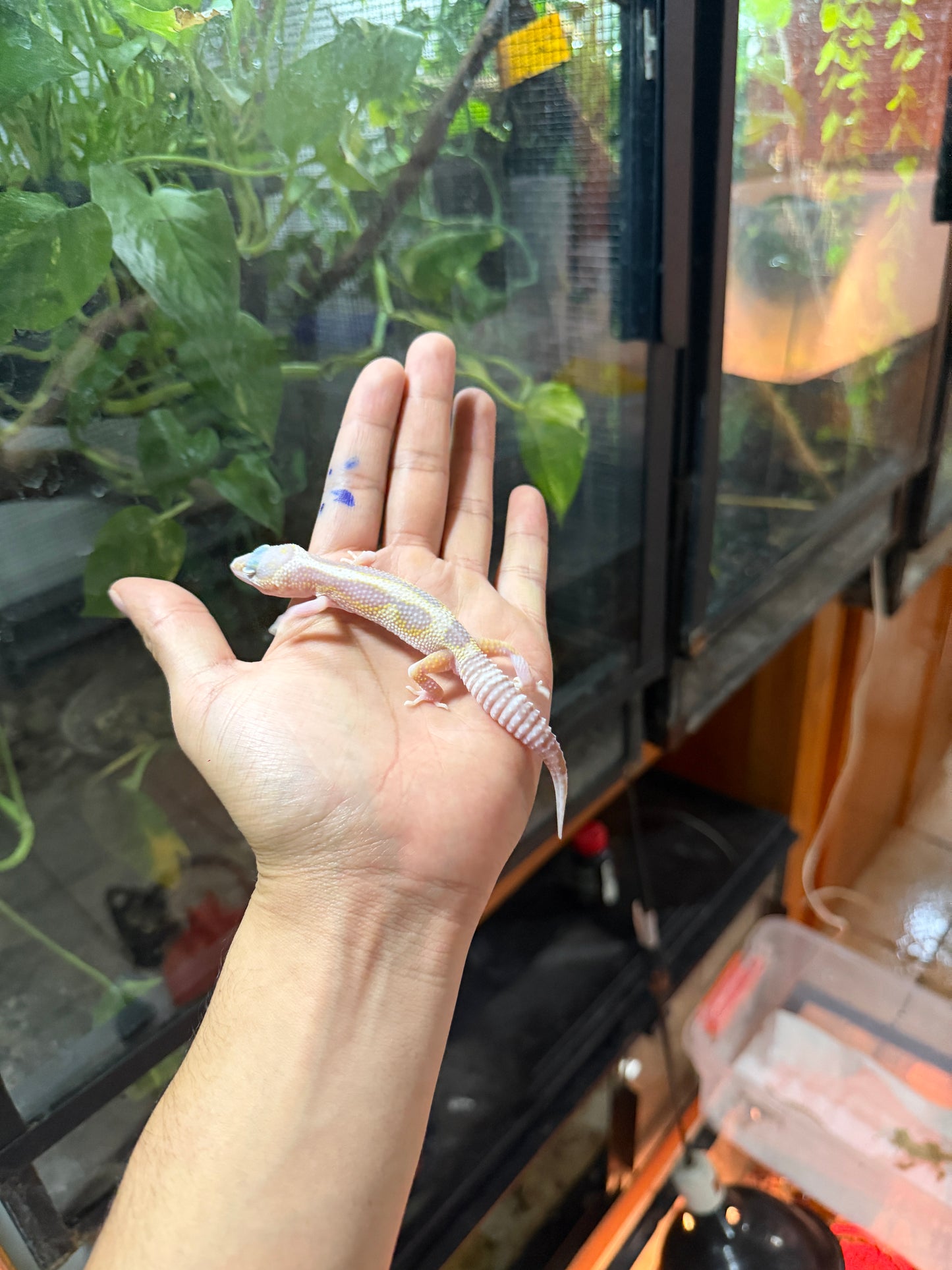 GECKO LEOPARDO MACK ANOW TANGERINE TREMPER REVERSE STRIPE 64