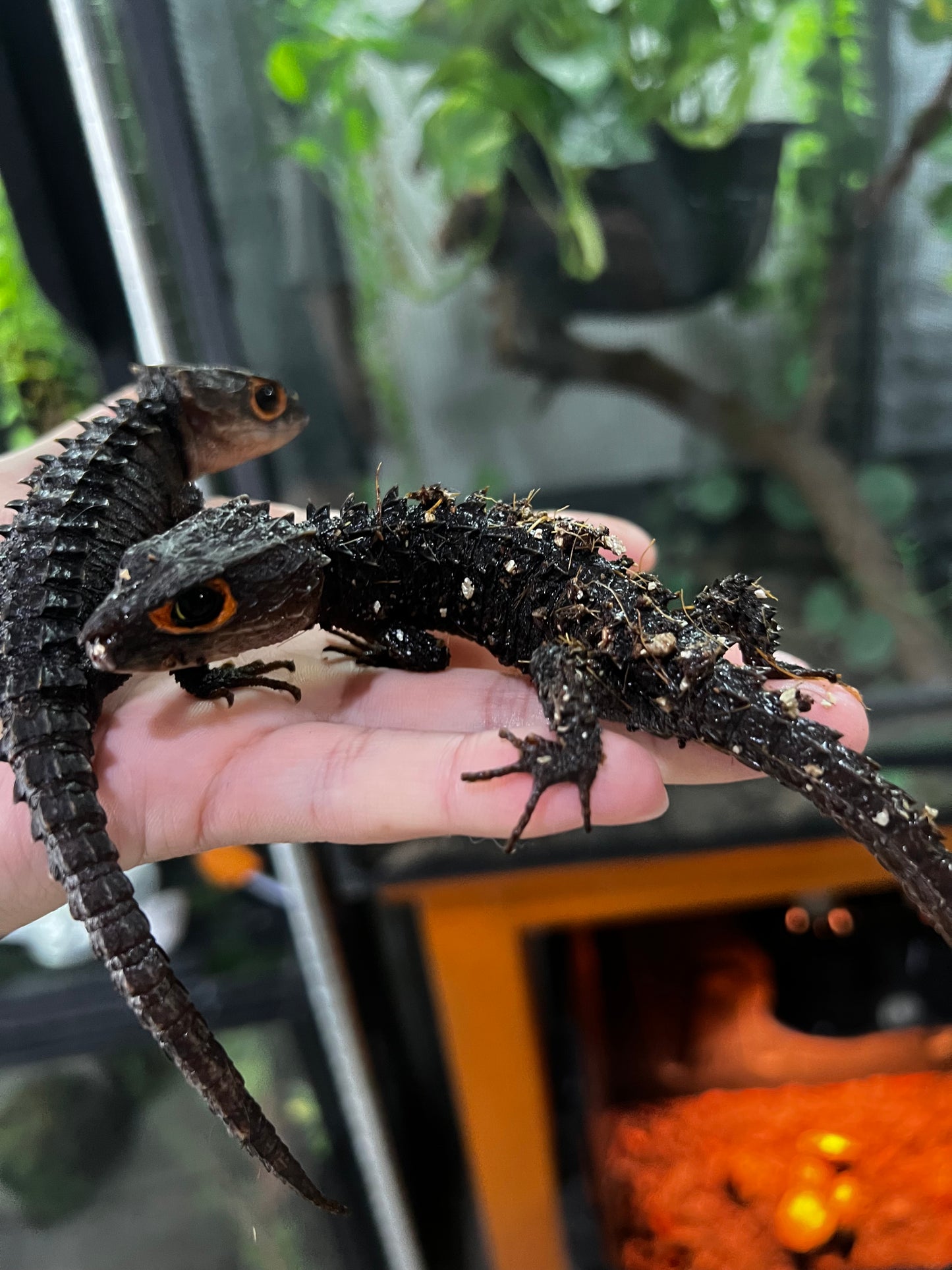 SKINK COCODRILO OJOS ROJOS