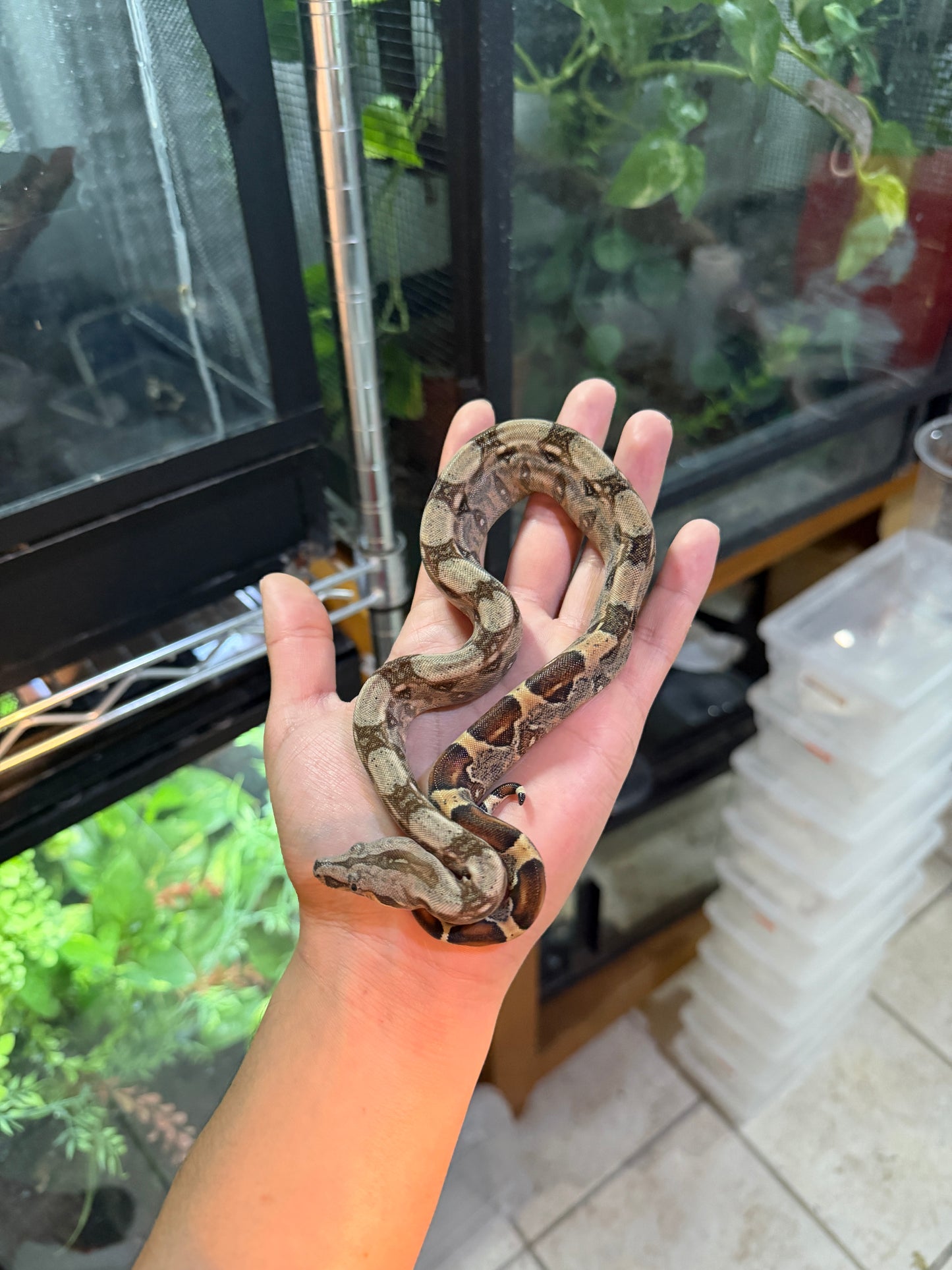 BOA COLOMBIANA NOMINAL 100% HET ANERY 50% HET ALBINO KHAL MACHO