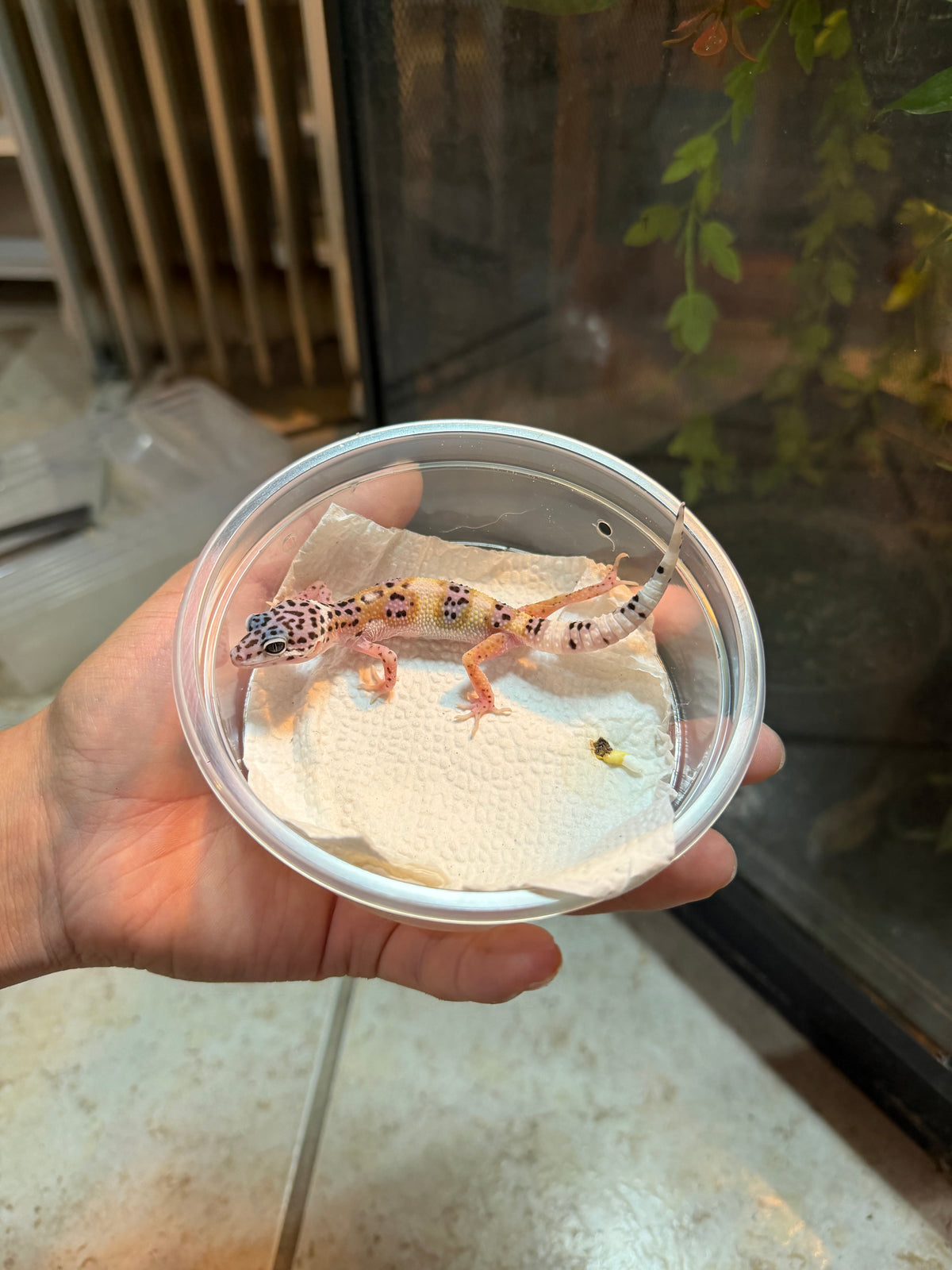 GECKO LEOPARDO MACK SNOW POSS HET BELL/BLIZZARD INCUBADO PARA HEMBRA 211