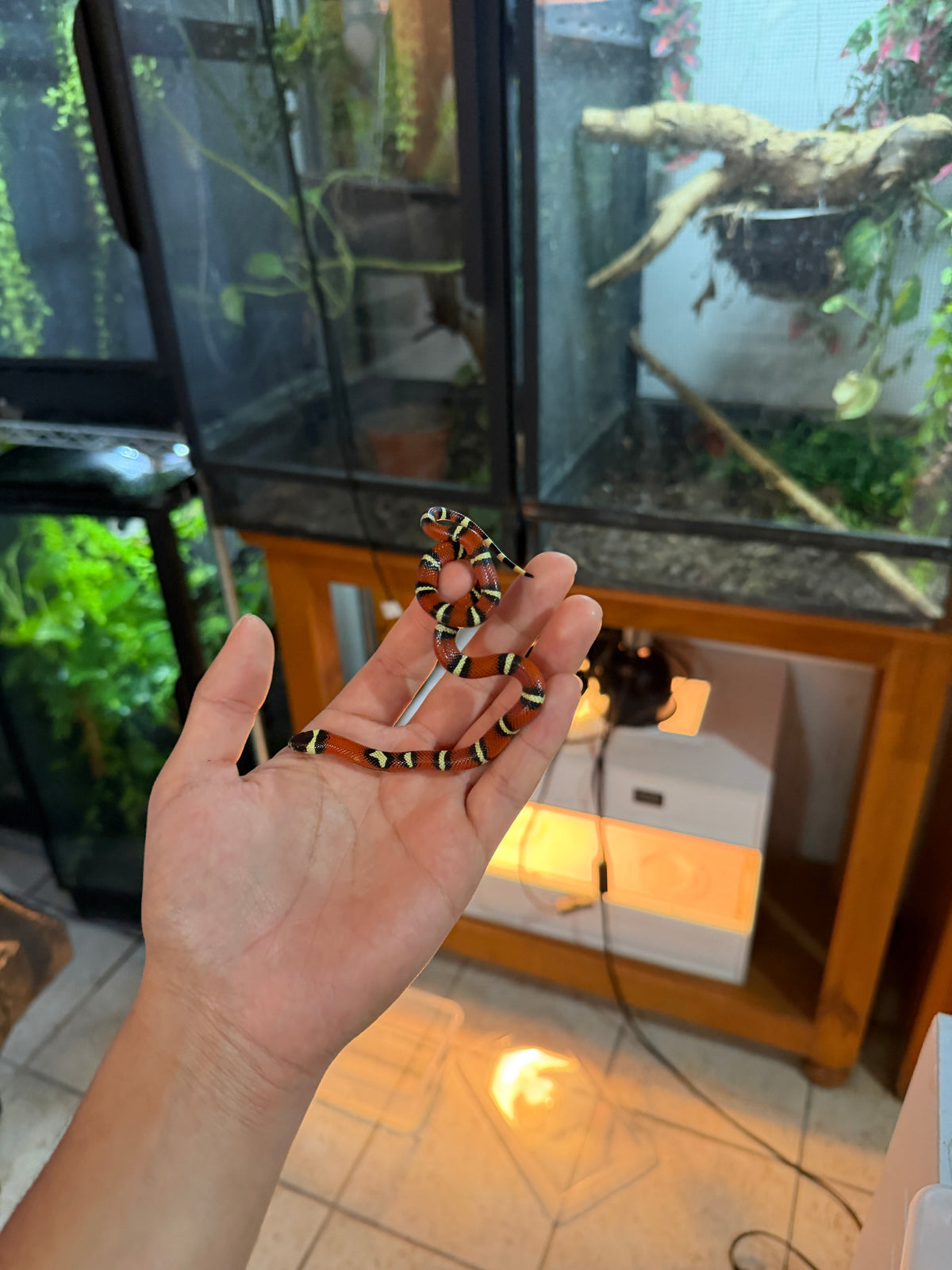 FALSA CORAL NELSON X HONDURAS HEMBRA