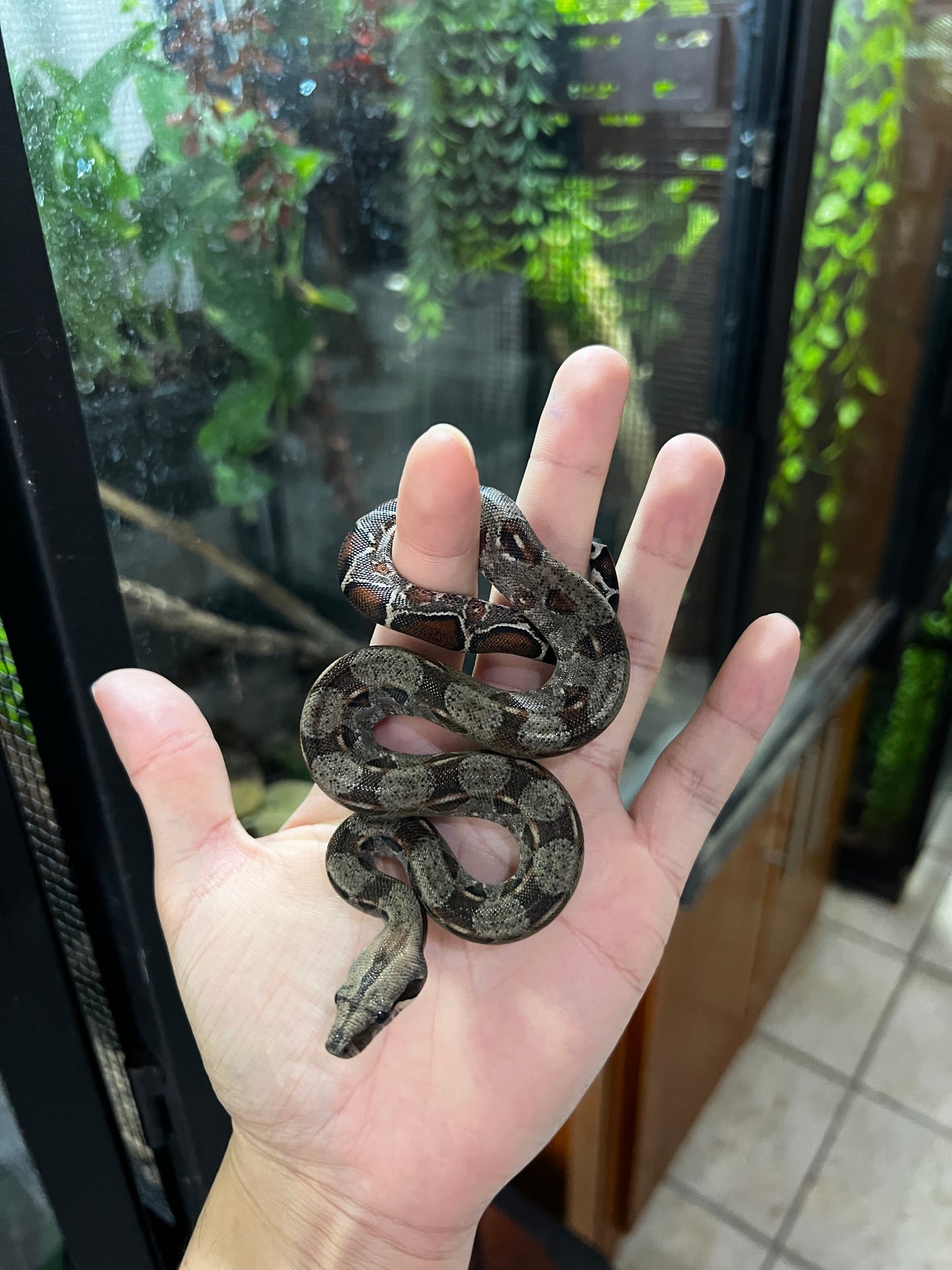 BOA MEXICANA LOCALIDAD VERACRUZ MACHO 83