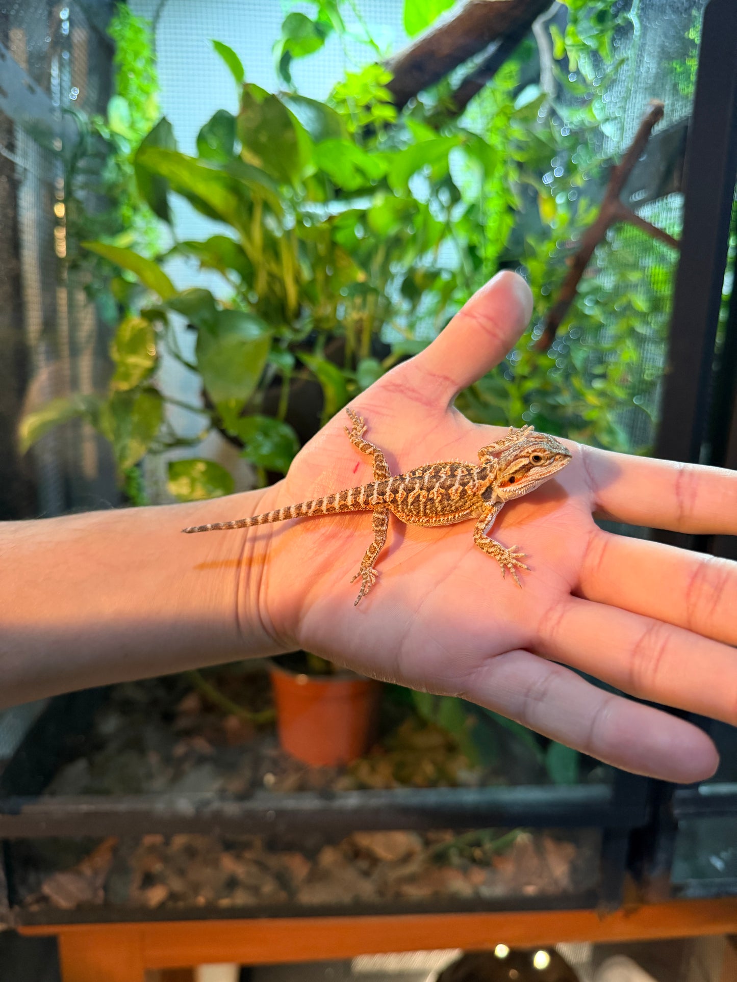 DRAGÓN BARBUDO HYPO 2 (PUNTA DE COLA MORDIDA, LE VOLVERÁ A CRECER)