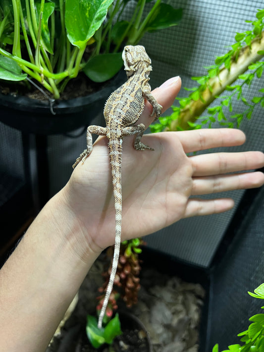 DRAGÓN BARBUDO 6
