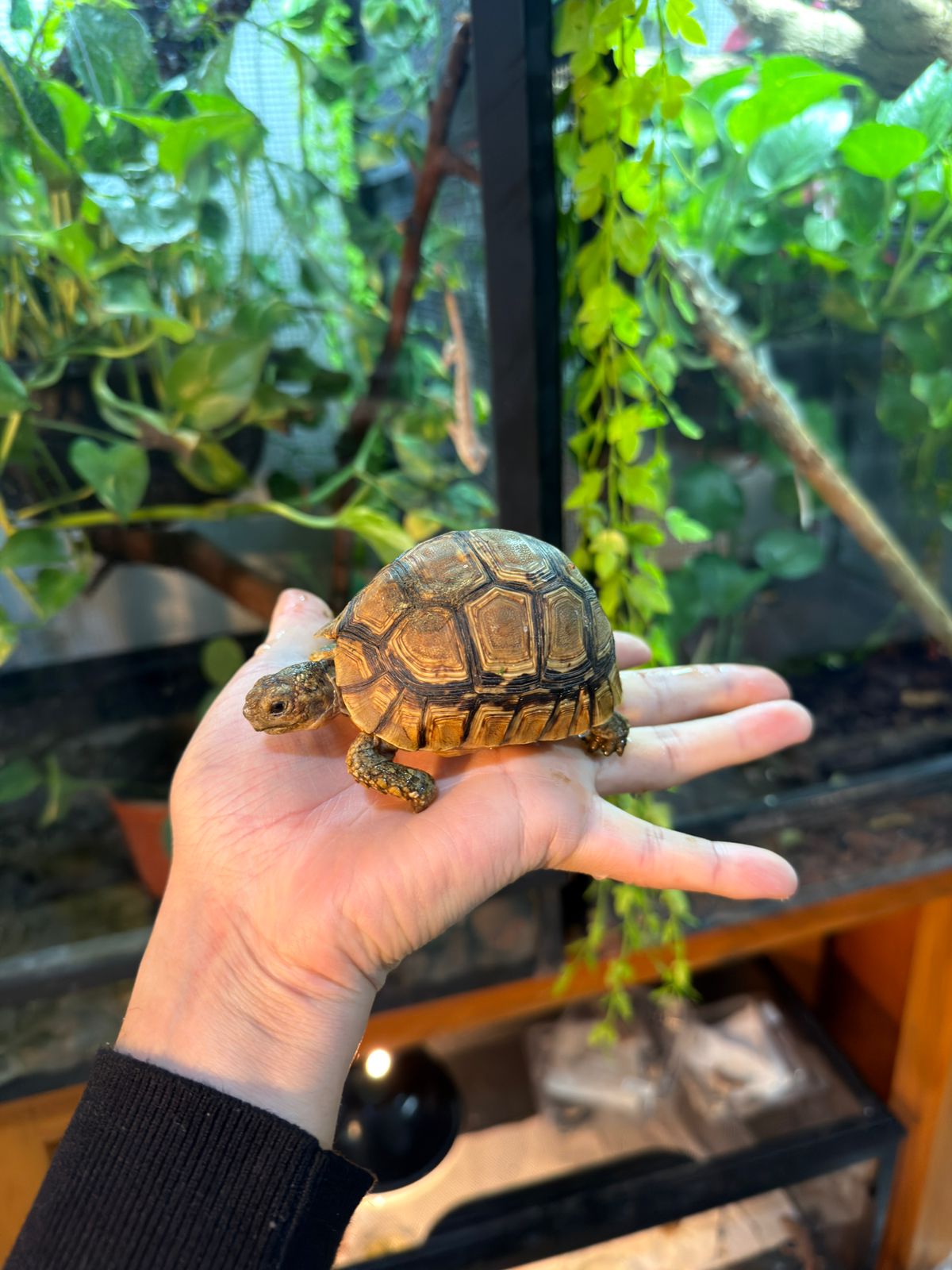 TORTUGA LEOPARDO JUVENIL