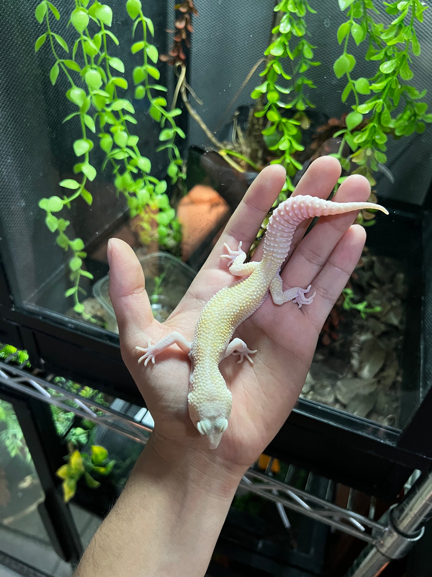 RAPTOR MACHO JUVENIL