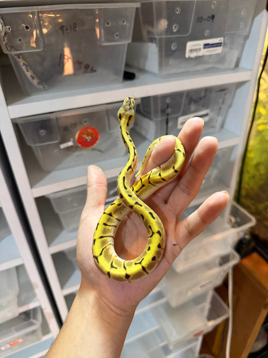 PITÓN BOLA SPIDER ENCHI ORANGE DREAM HET PIED HEMBRA 11-10
