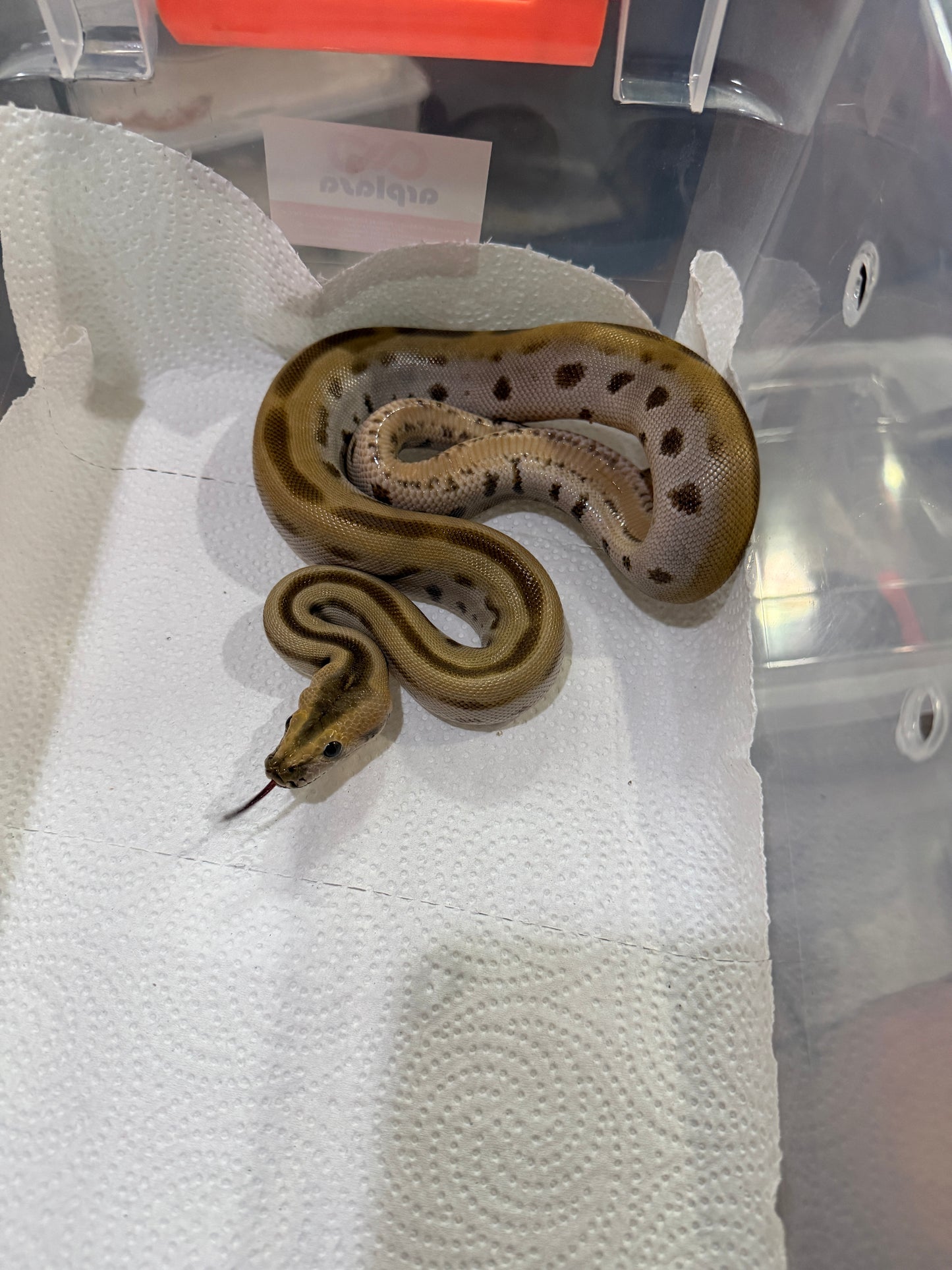 PITÓN BURMÉS GREEN HET ALBINO HEMBRA