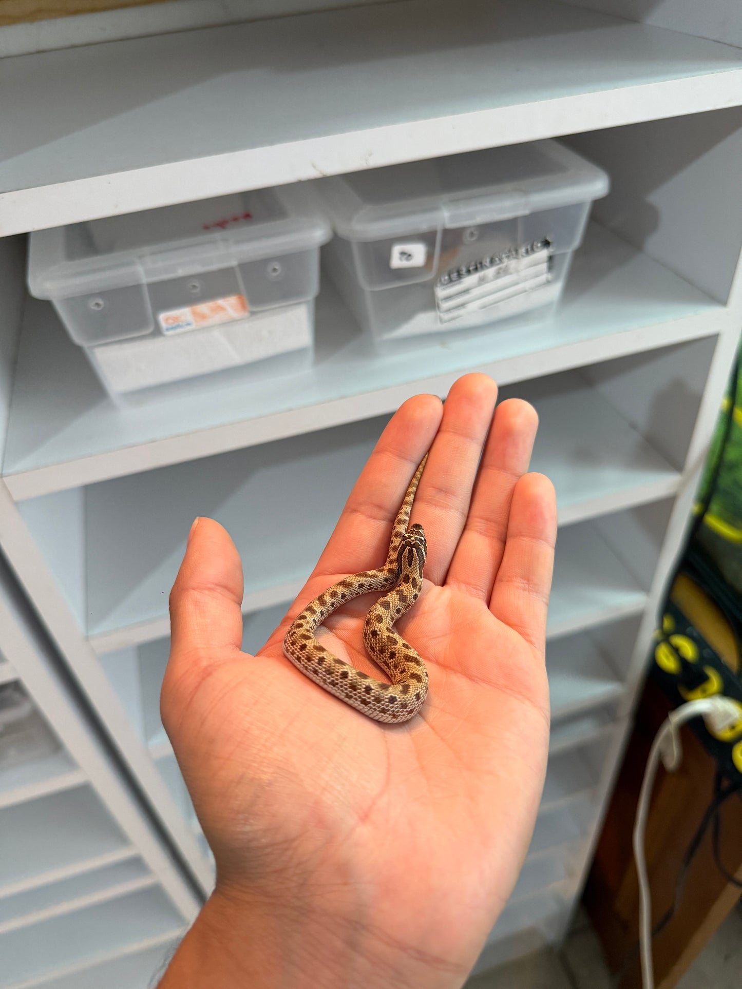 SERPIENTE NARIZ DE CERDO (HOGNOSE) CONDA HEMBRA 2