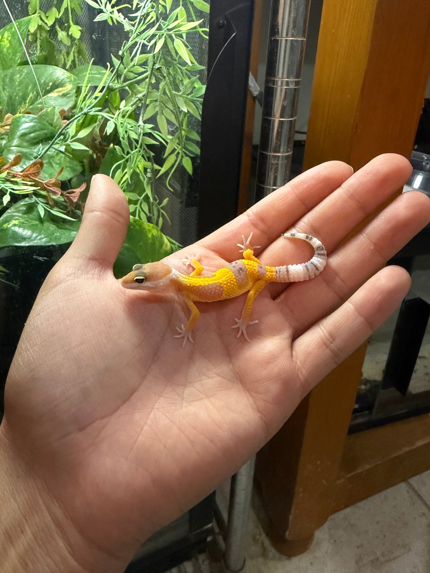GECKO LEOPARDO TANGERINE HET ECLISPE