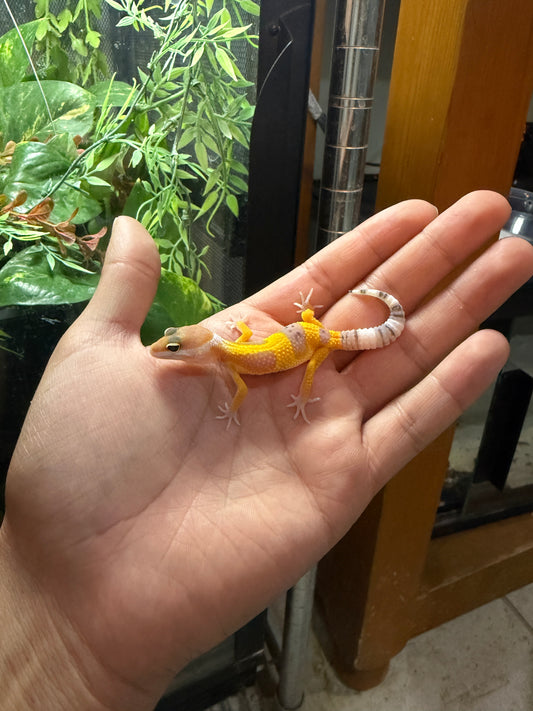 GECKO LEOPARDO TANGERINE HET ECLISPE