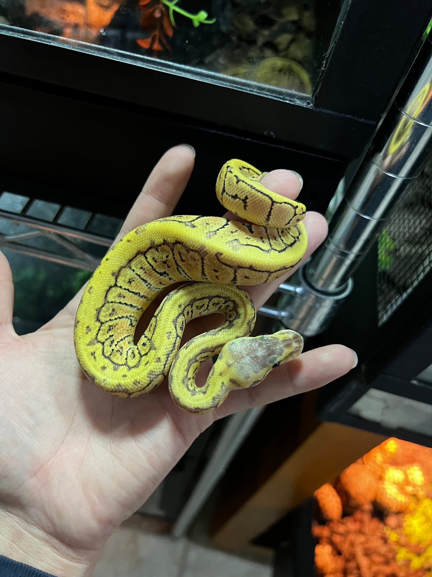 LEMONBLAST HET CLOWN MACHO 34