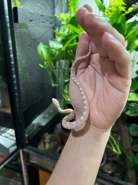 SERPIENTE MAICERA SNOW HEMBRA  48