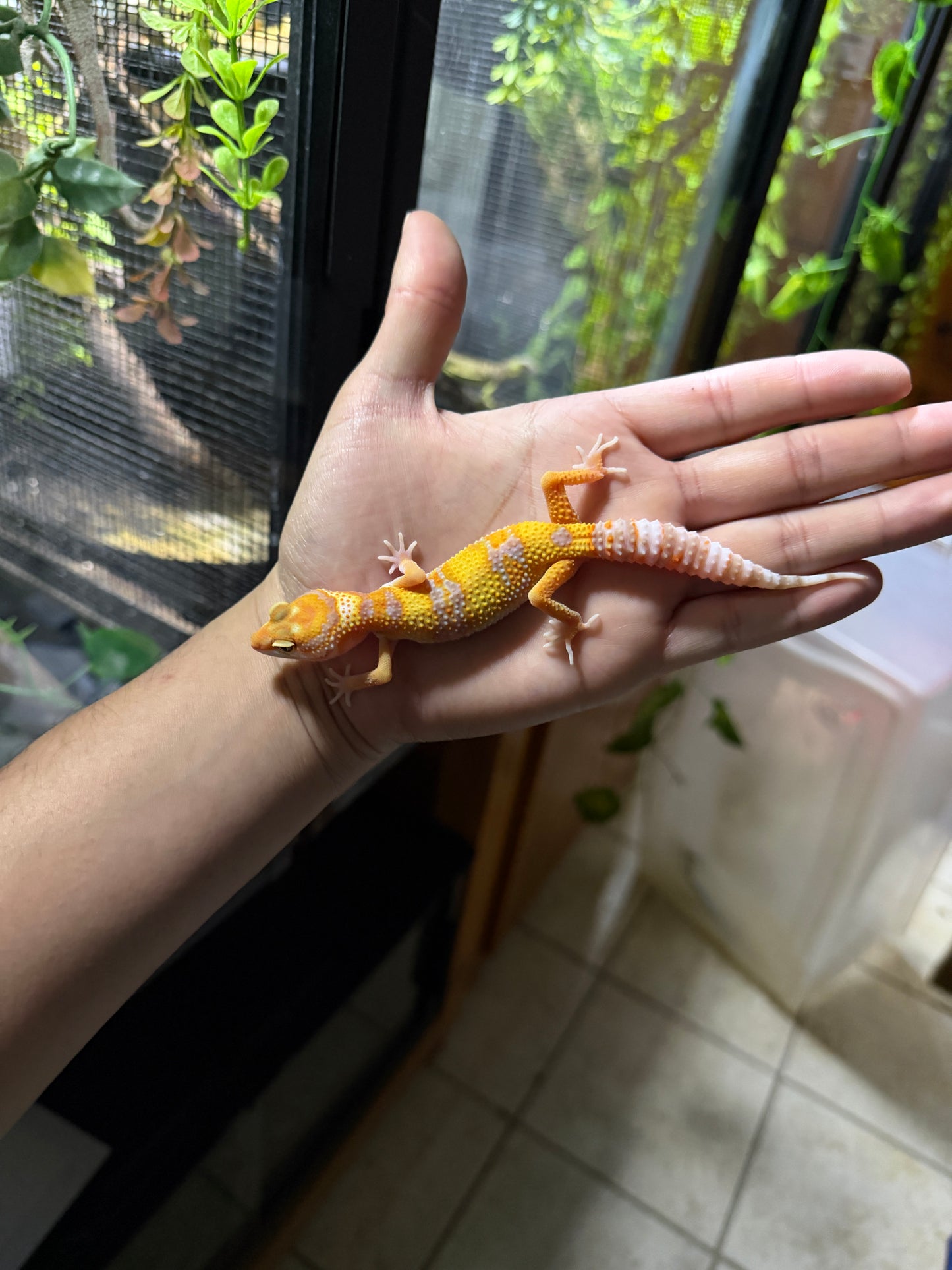 Gecko leopardo RAINWATER het typhoon 76