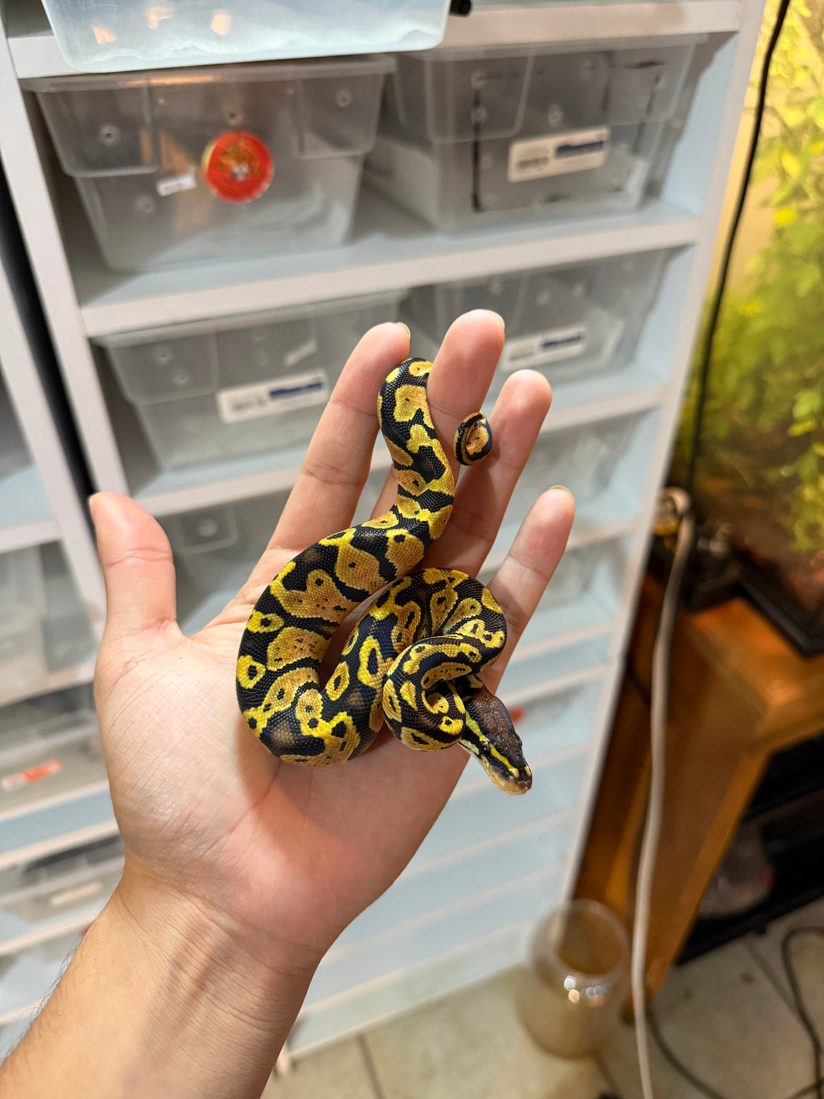 PITÓN BOLA PASTEL YELLOW BELLY MACHO 9-18