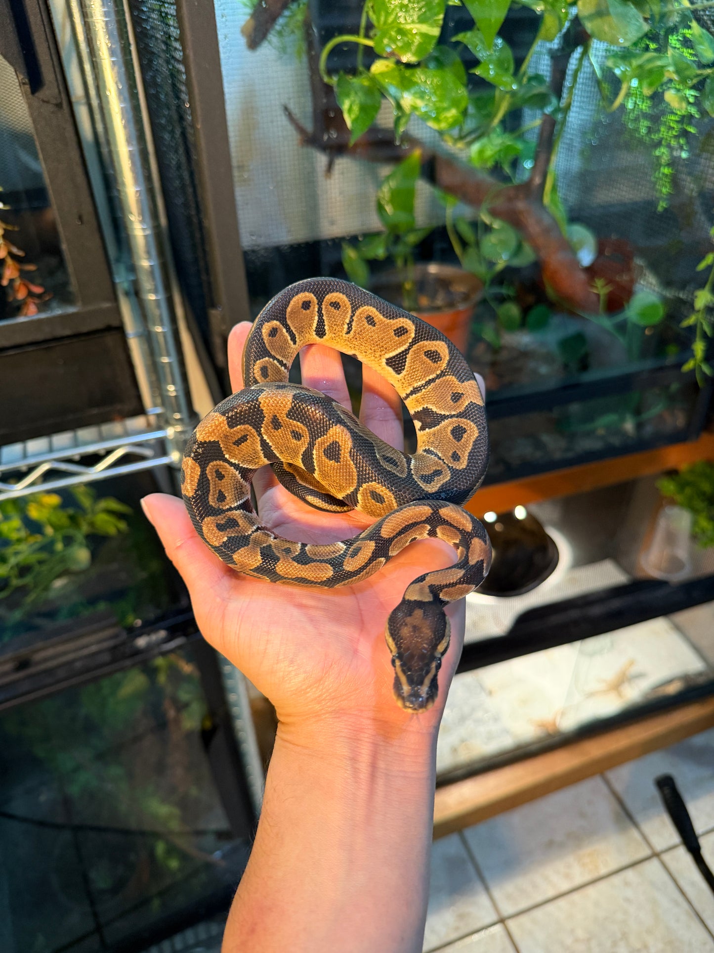 PITÓN BOLA NOMINAL MACHO 6