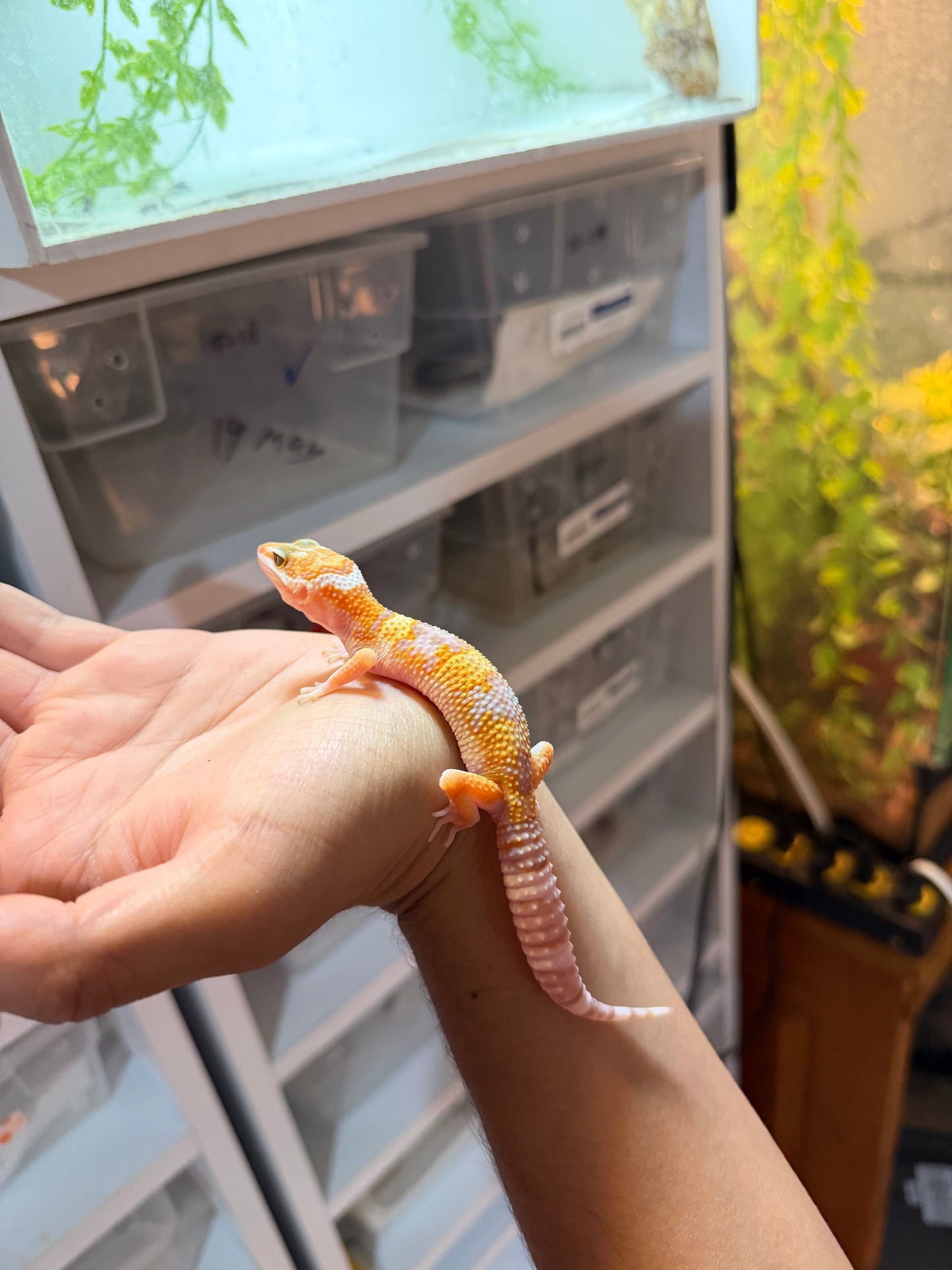 GECKO LEOPARDO RAINWATER MACHO 20