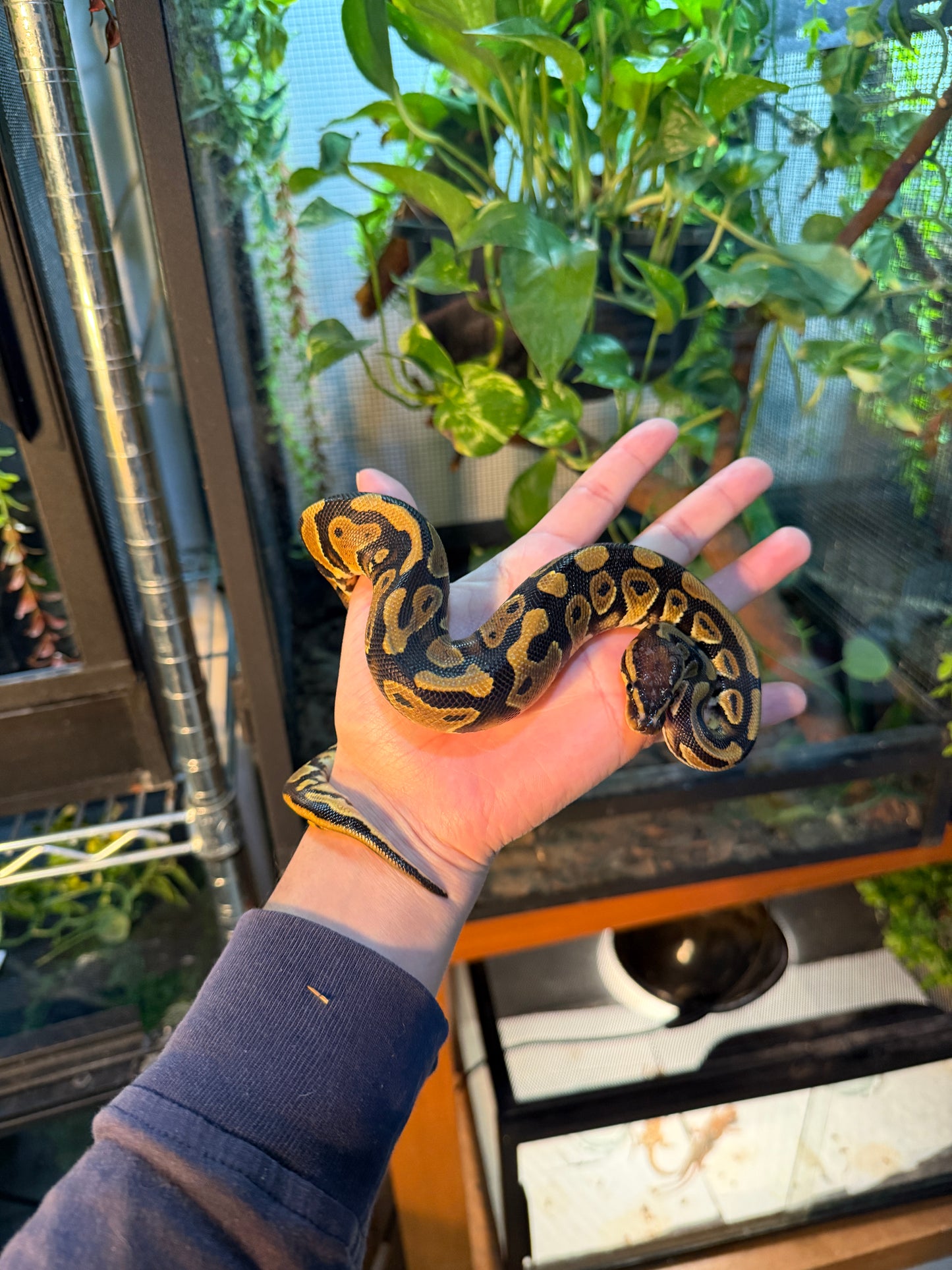 PITÓN BOLA NOMINAL HEMBRA 2