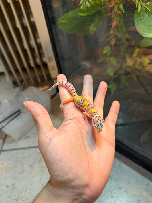GECKO LEOPARDO HIGH YELLOW POSS HET TYPHOON INCUBADO PARA 50/50 232