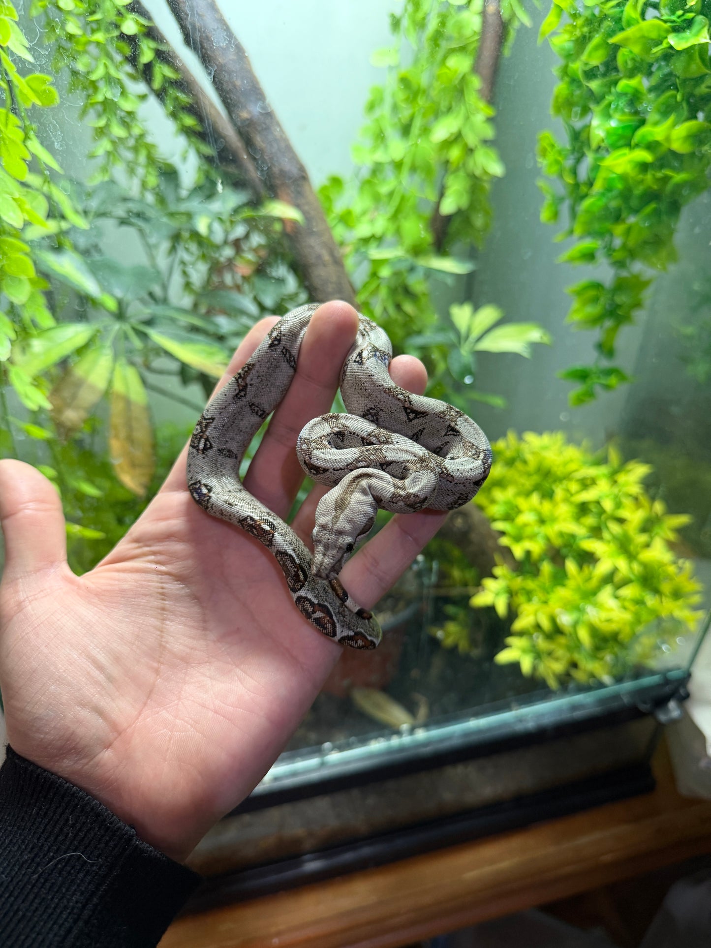 BOA MEXICANA LOCALIDAD SONORA HEMBRA SH5