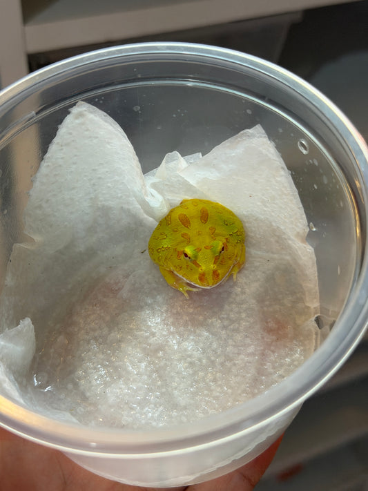 RANA PACMAN ALBINA