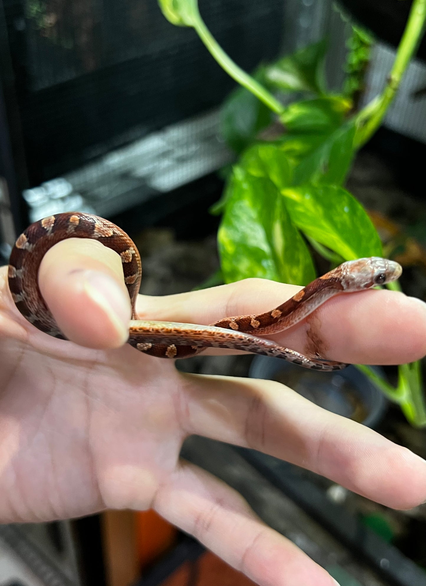SERPIENTE MAICERA BLOODRED MACHO 3