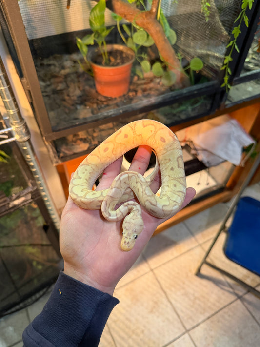 CLOWN BANANA PASTEL YELLOWBELLY MACHO