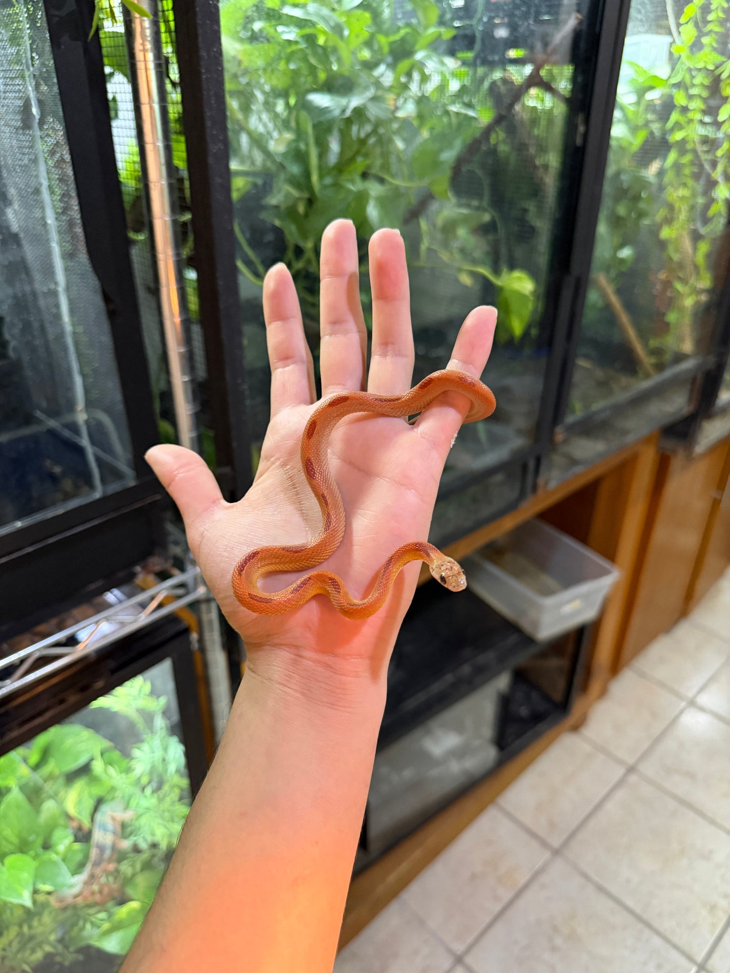 SERPIENTE MAICERA HYPO MOTLEY TANGERINE