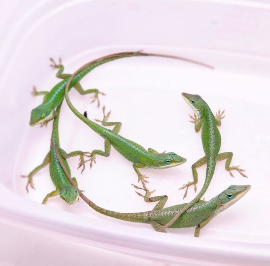 ANOLES VERDES