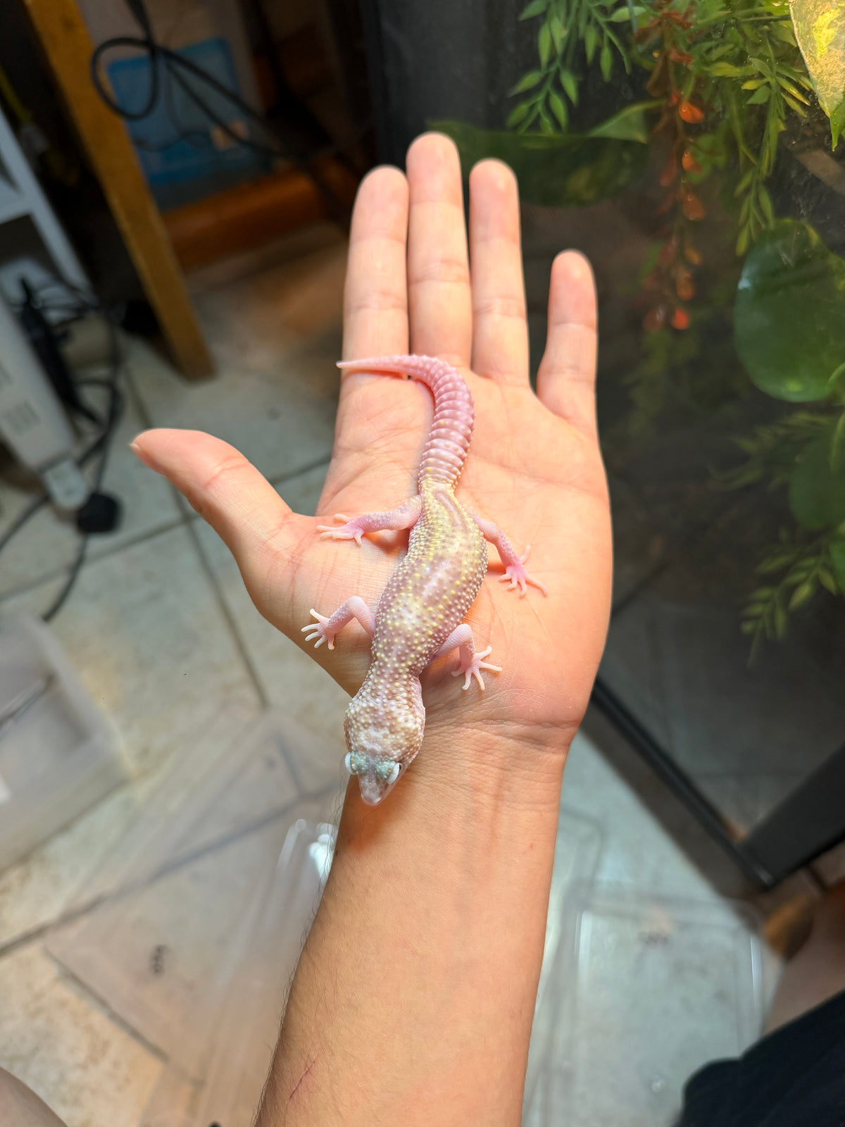 GECKO LEOPARDO MACK SNOW RAPTOR INCUBADO PARA HEMBRA 61