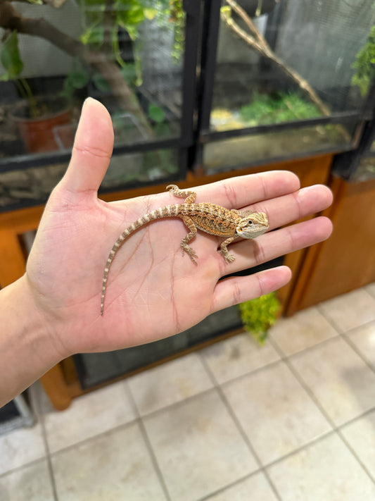 DRAGÓN BARBUDO HYPO CRIA 5