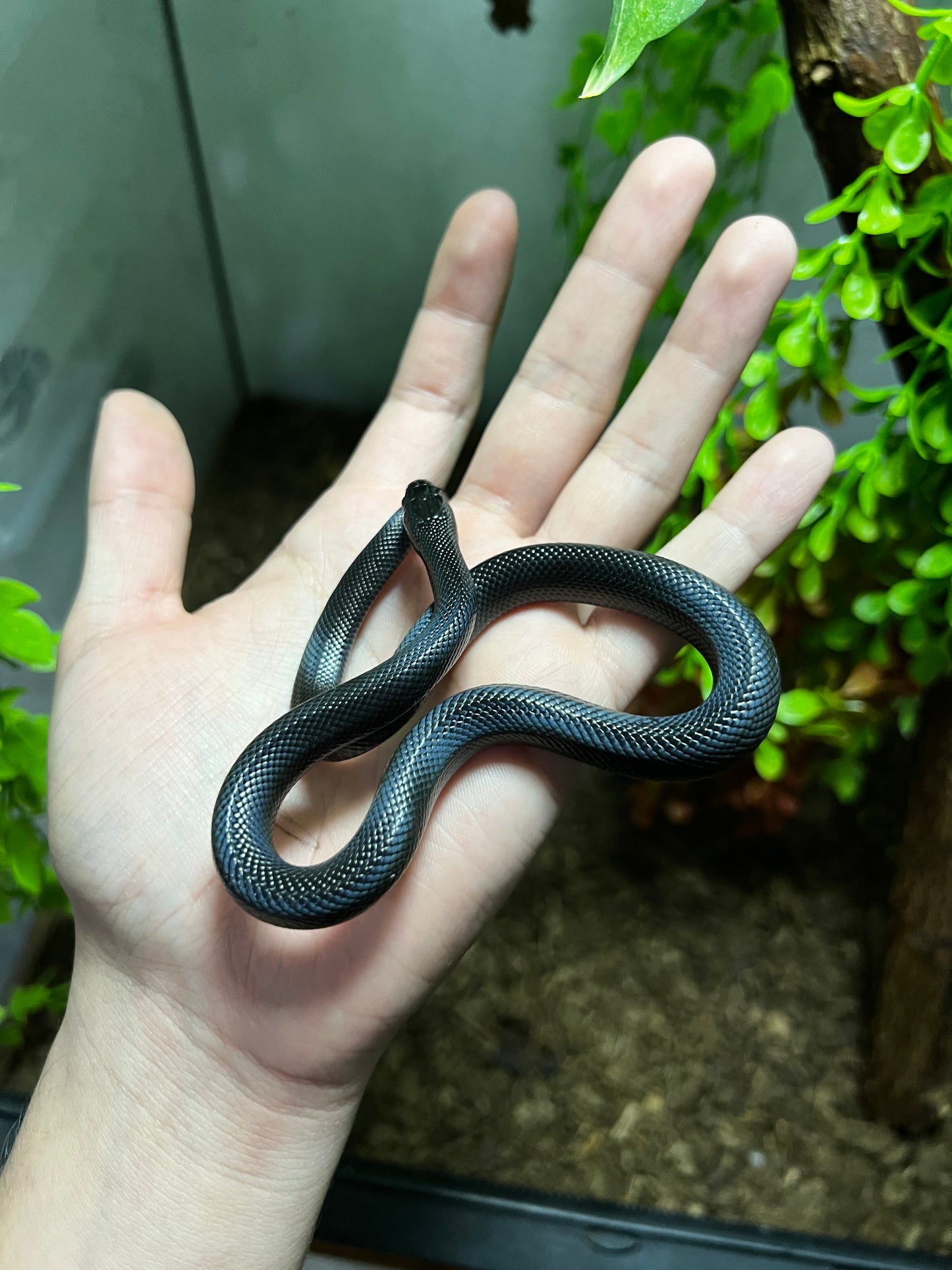 REY NEGRA MEXICANA HEMBRA 76