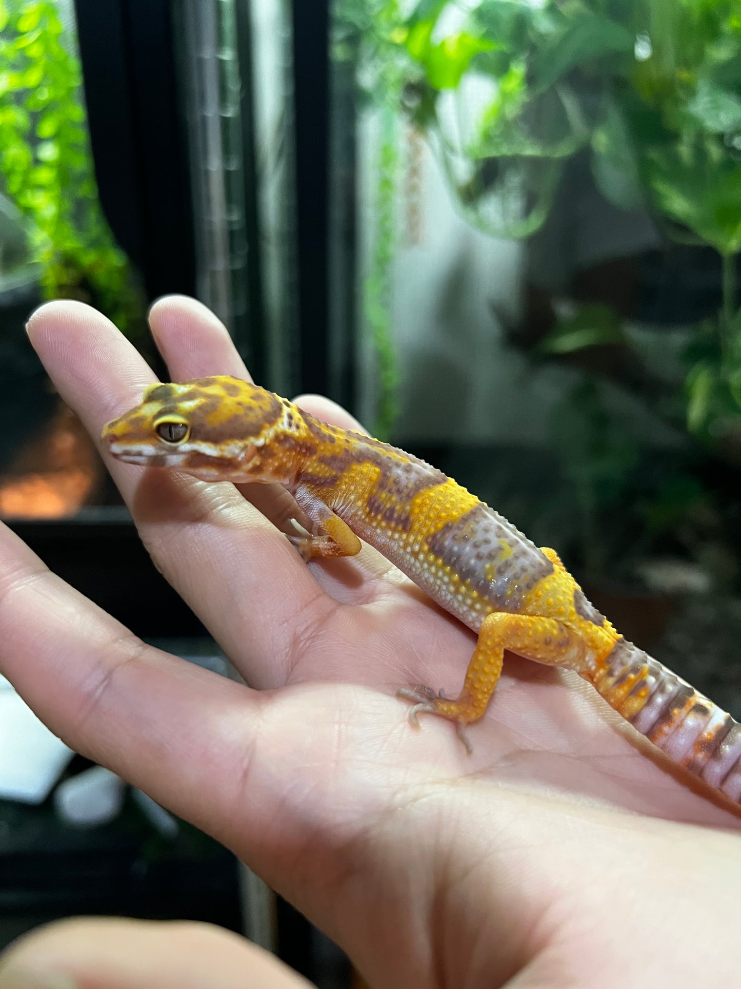 TANGERINE TREMPER 2