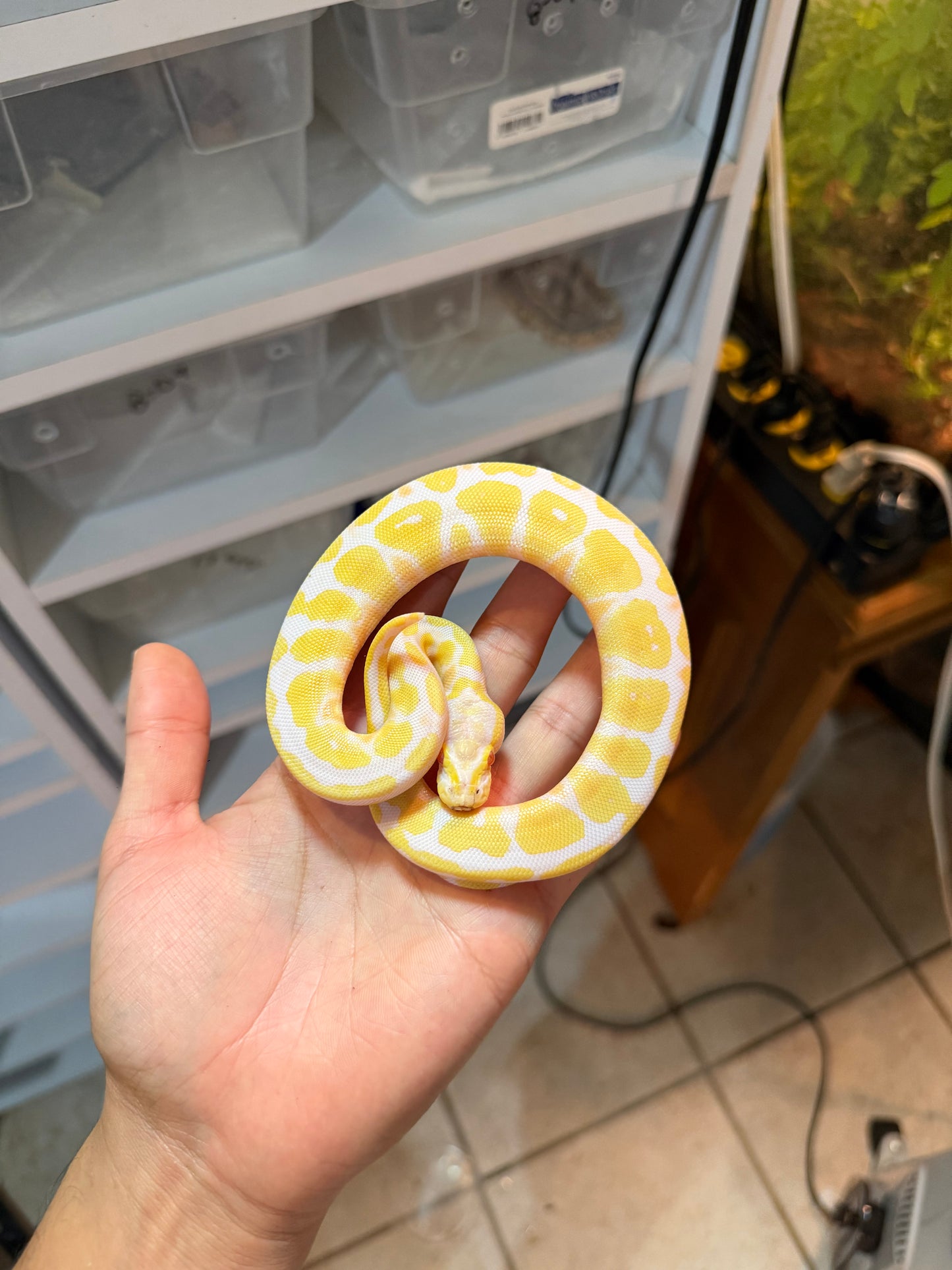 PITÓN BOLA ALBINO MACHO 9