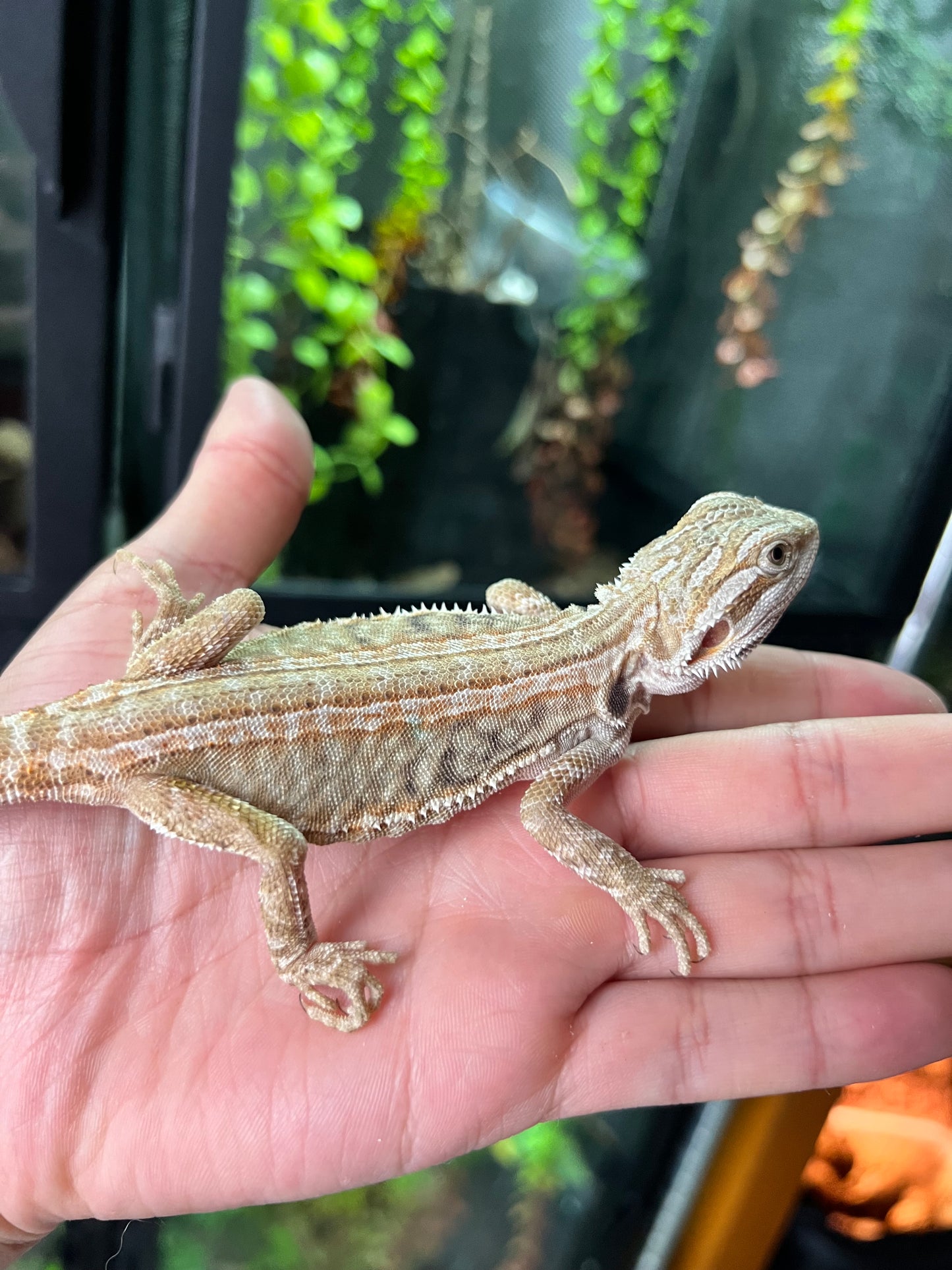 Dragón barbudo leatherback