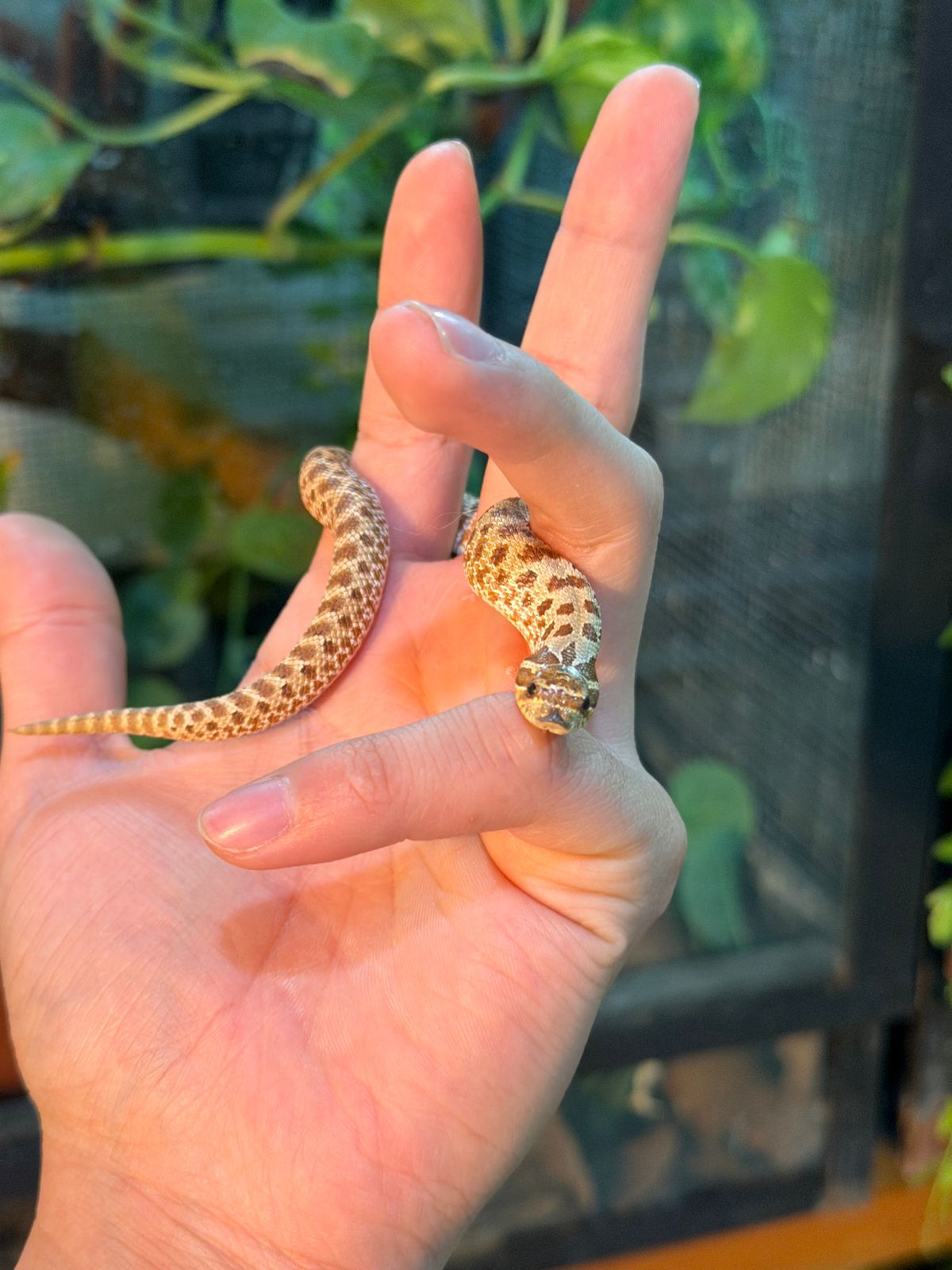 HOGNOSE HEMBRA