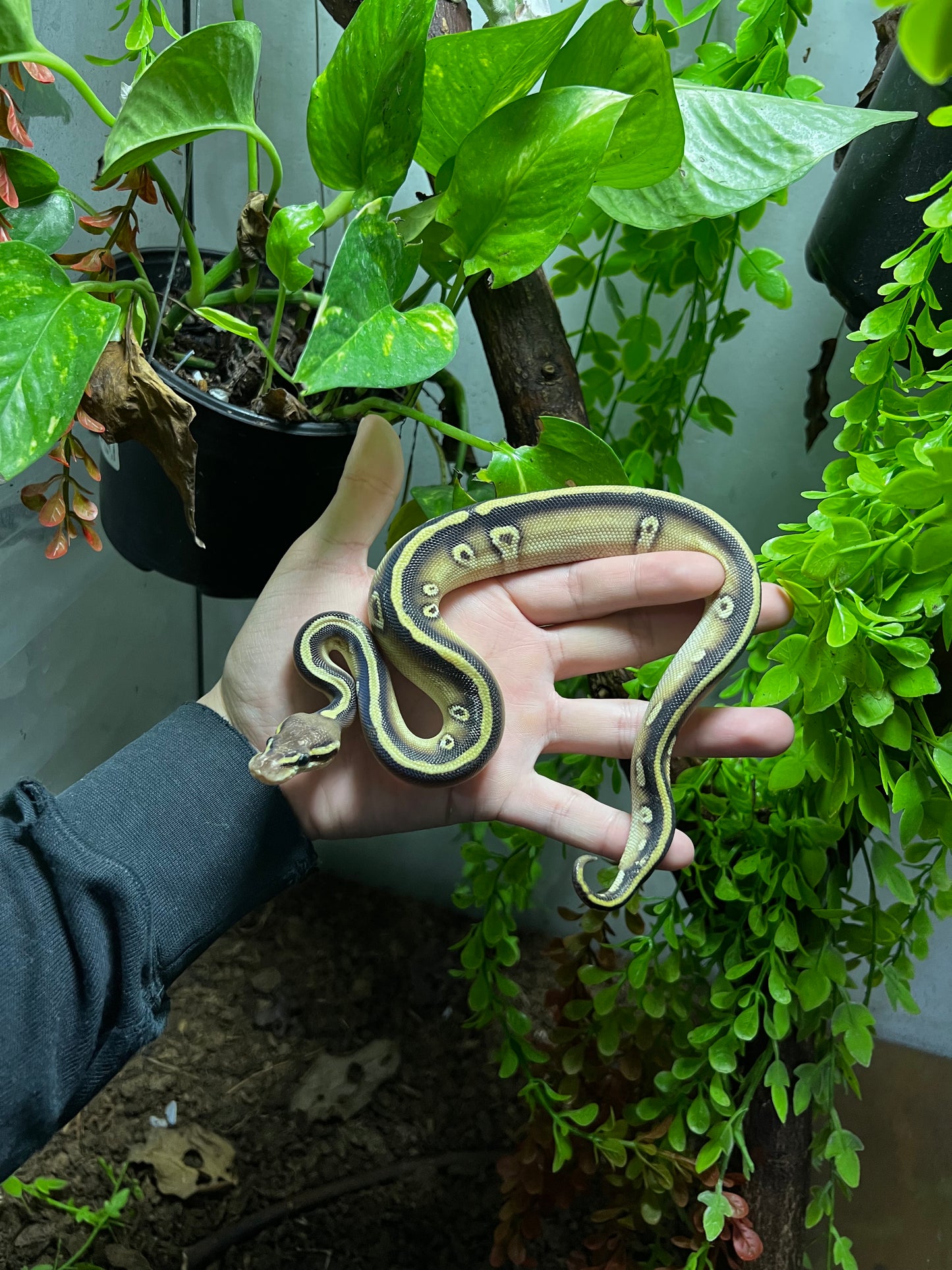 MOJAVE CYPRESS MACHO 75