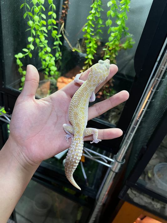 RAPTOR HEMBRA ADULTA