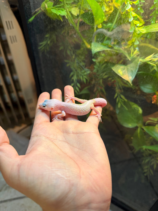 GECKO LEOPARDO BLIZZARD HET BELL INCUBADO PARA HEMBRA 113