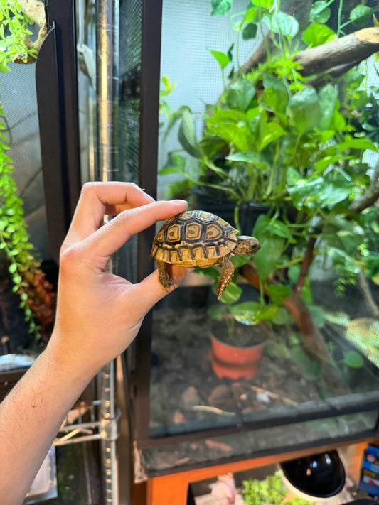 TORTUGA LEOPARDO 7 (Stigmochelys pardalis) CITES2025