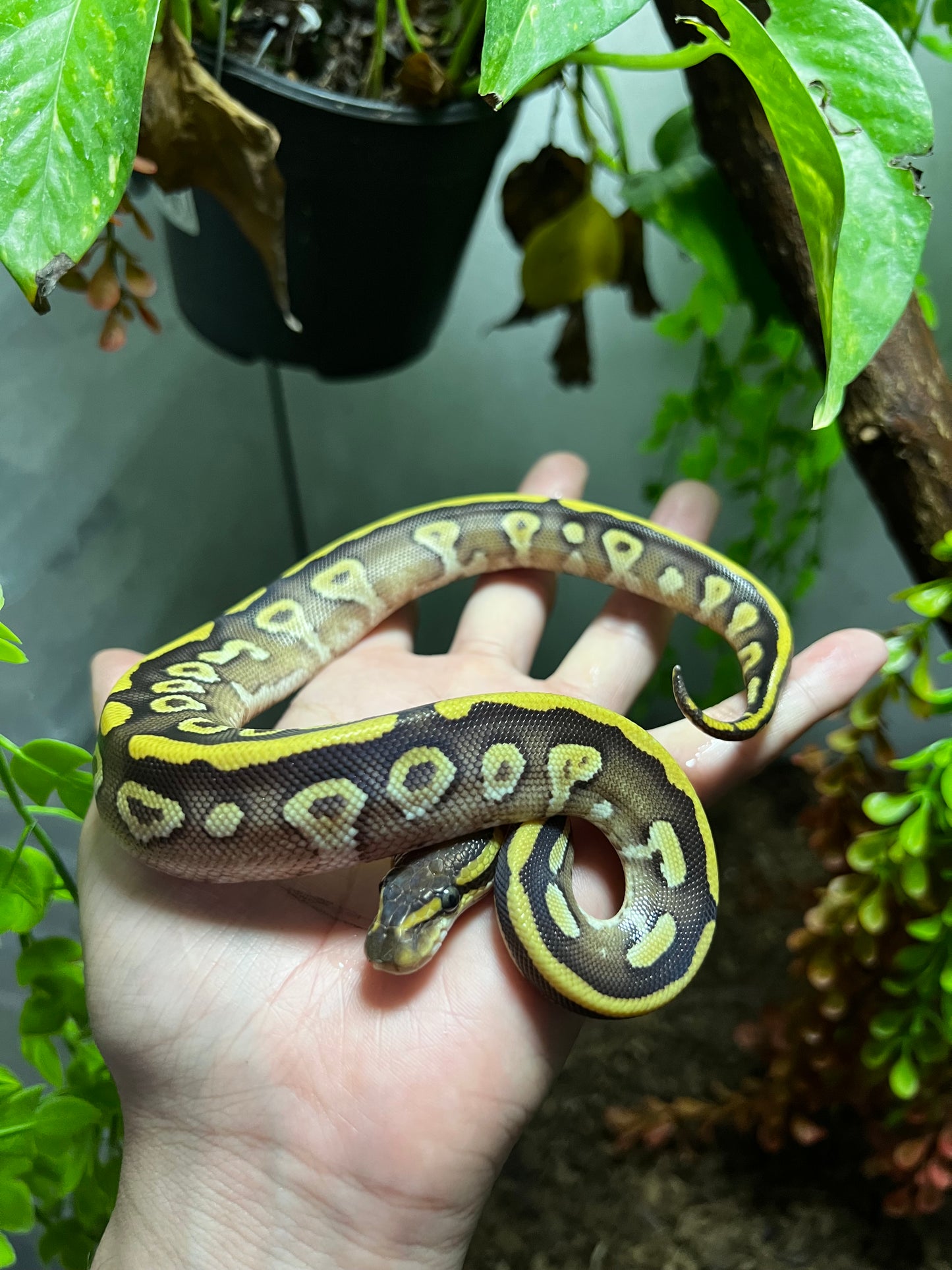 MOJAVE YELLOW BELLY HET CLOWN HEMBRA 90